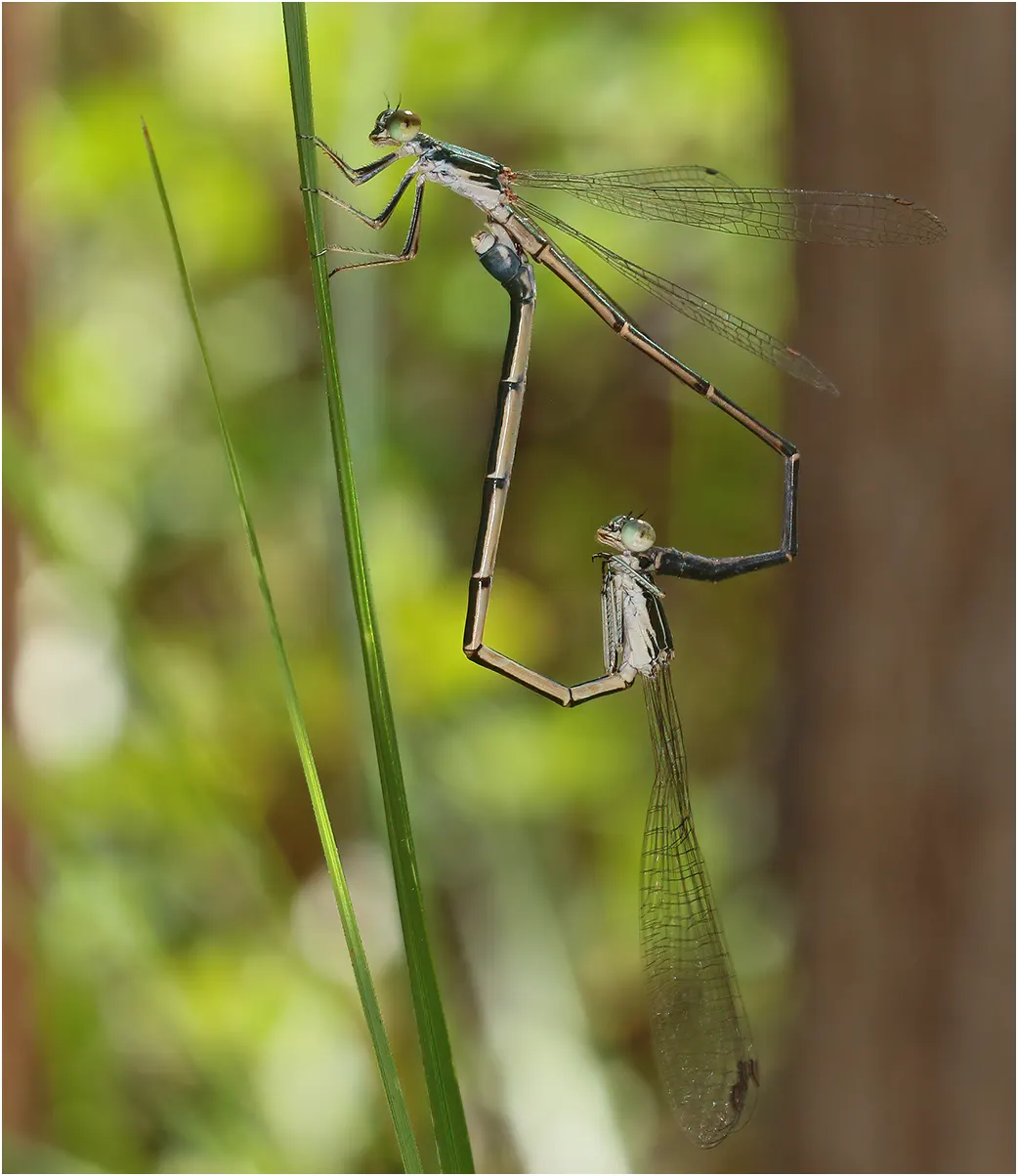 Rock narrow-wing mating, Australie (NT), Anbangbang, 02/05/2022
