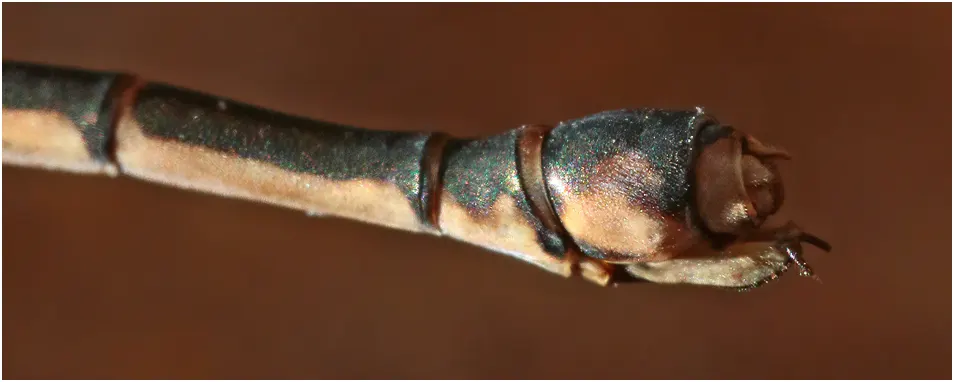 Lithosticta macra femelle, Australie (NT), Nitmiluk, 19/04/2022