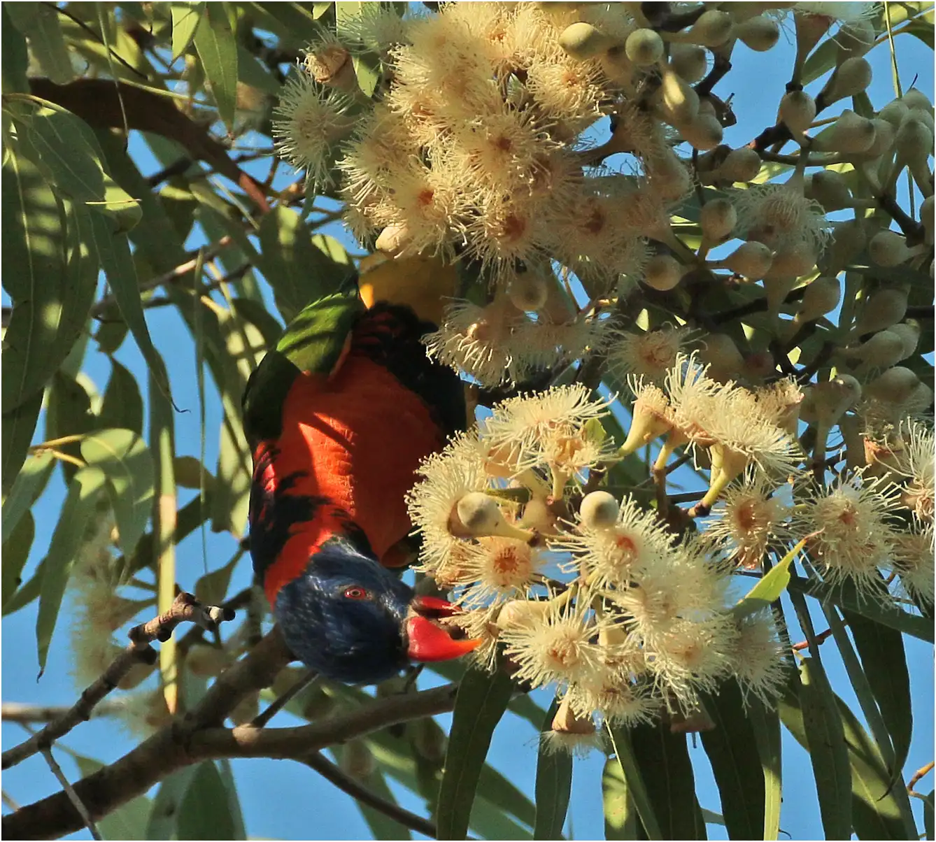 Loriquet à col rouge, richoglossus rubritorquis, Australie (NT), Mataranka, 17/04/2022