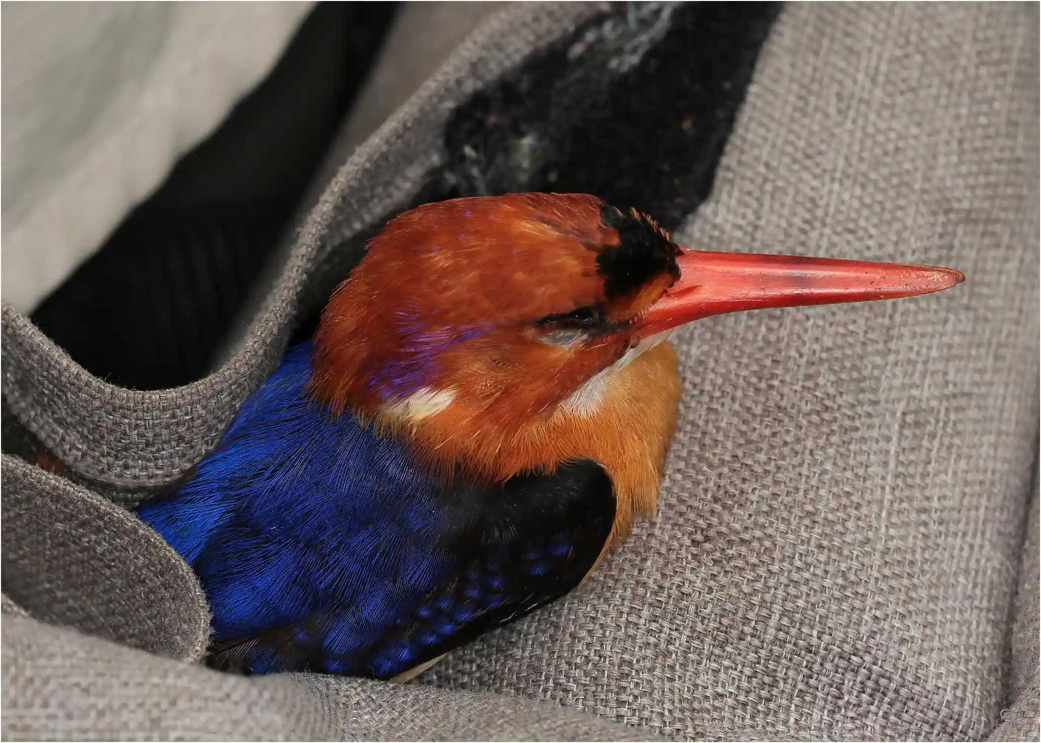Martin-pêcheur Pygmée, Ispidina picta, Ghana, Ankasa Forest Reserve, 18/01/2026