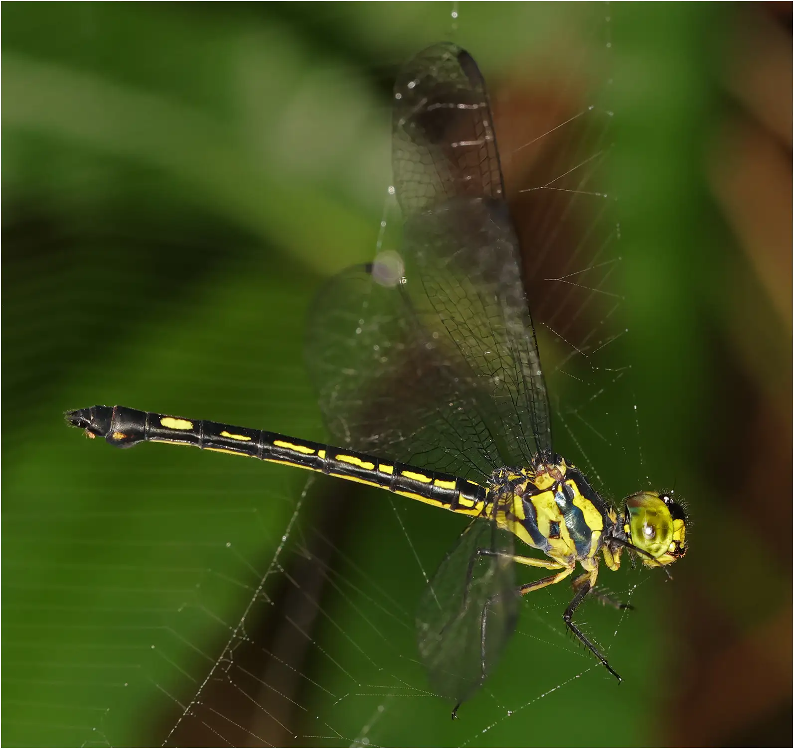 Micromacromia zygoptera femelle, Kakum, Ankasa Forest Reserve, 17/01/2026