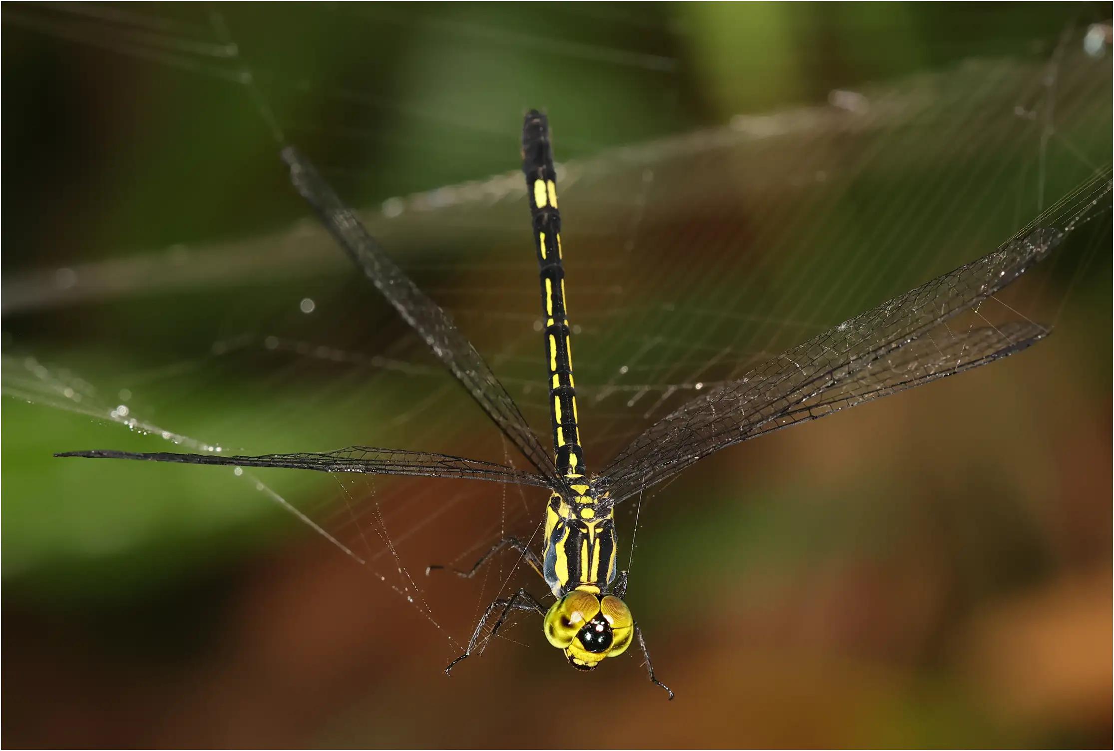 Small Micmac female, Kakum, Ankasa Forest Reserve, 17/01/2026