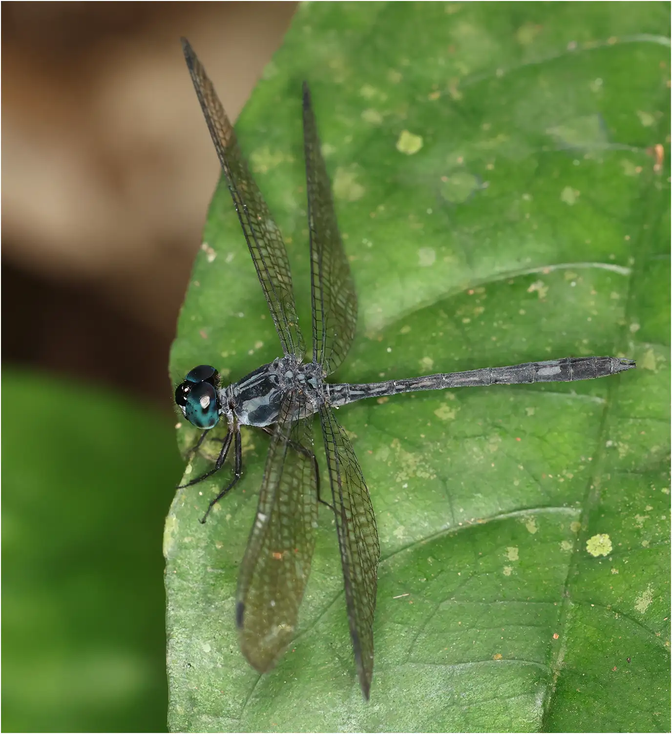 Micromacromia zygoptera mâle, Ghana, Kakum National Park, 13/01/2026