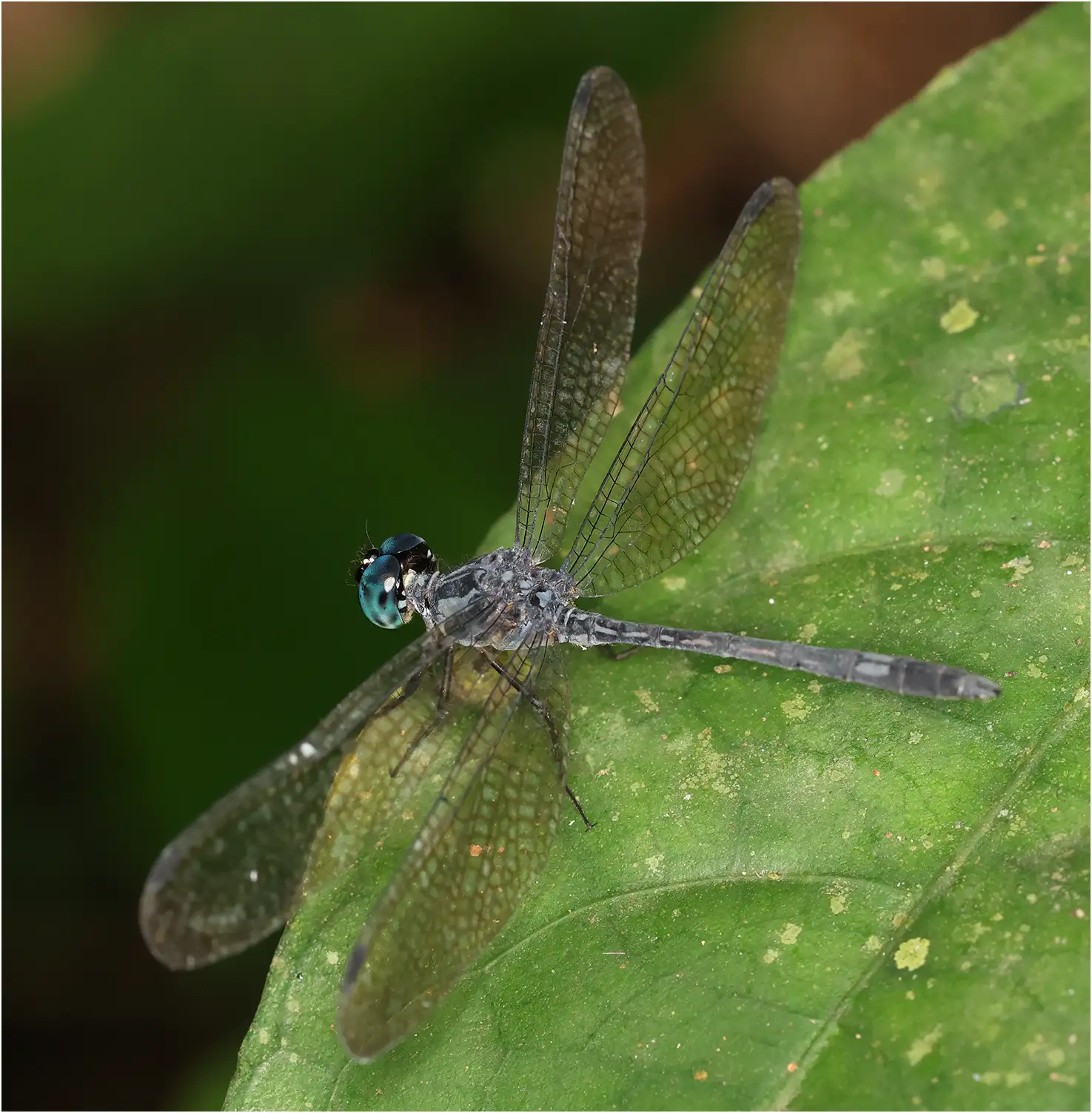 Small Micmac male, Ghana, Kakum National Park, 13/01/2026