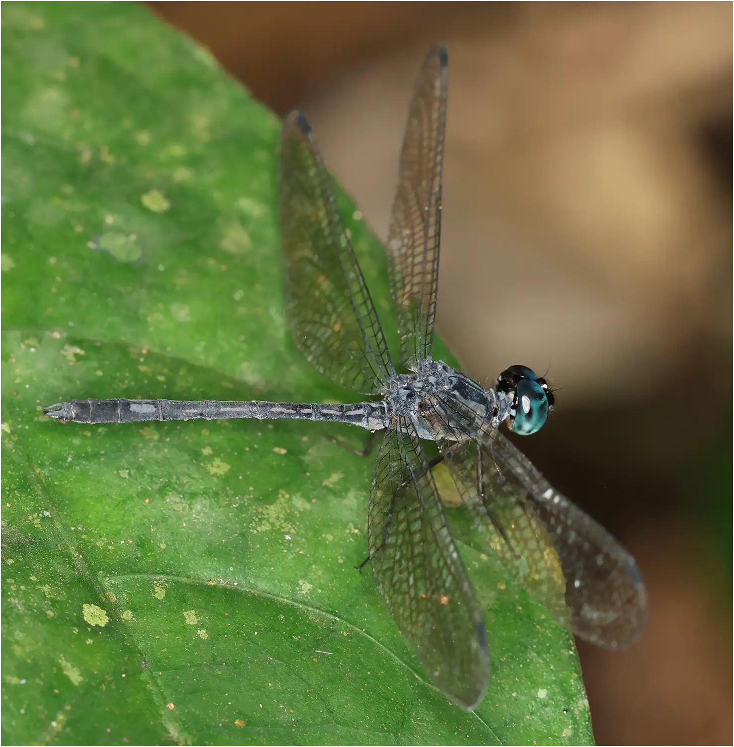 Micromacromia zygoptera mâle, Ghana, Kakum National Park, 13/01/2026