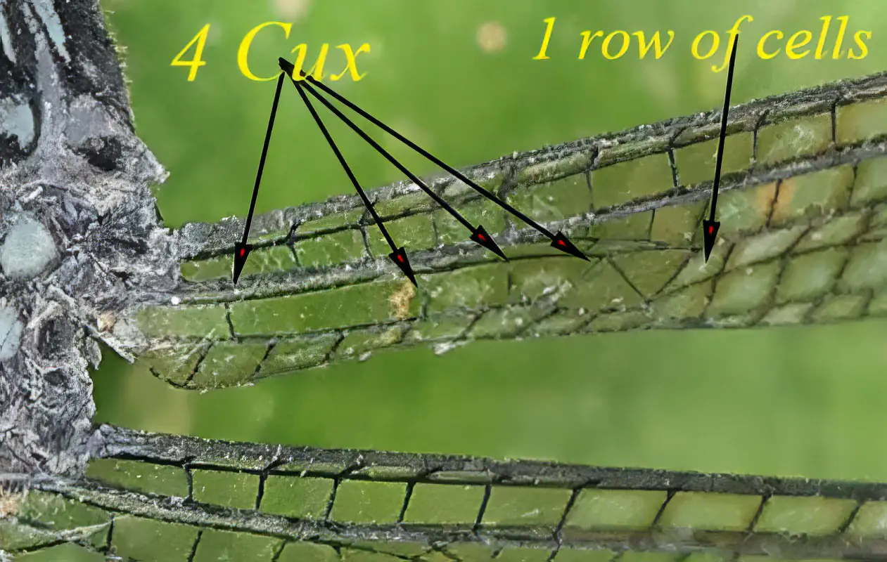 Micromacromia zygoptera nervation