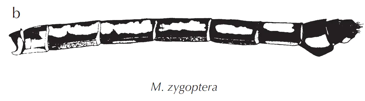 Micromagromia zygoptera femelle, Dijkstra & Vick, 2005