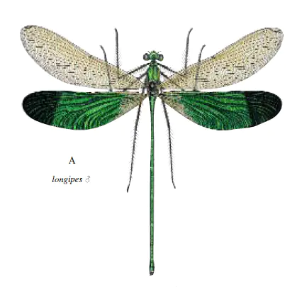 N. longipes in Albert G. Orr and Matti Hämäläinen (3)