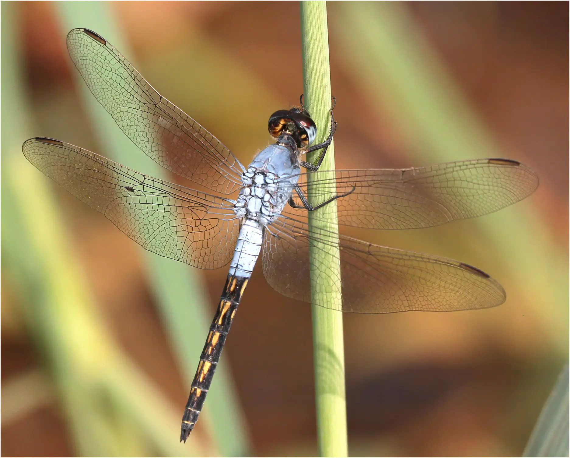 Nesciothemis pujoli mâle, Ghana, Ejisu, 22/01/2026