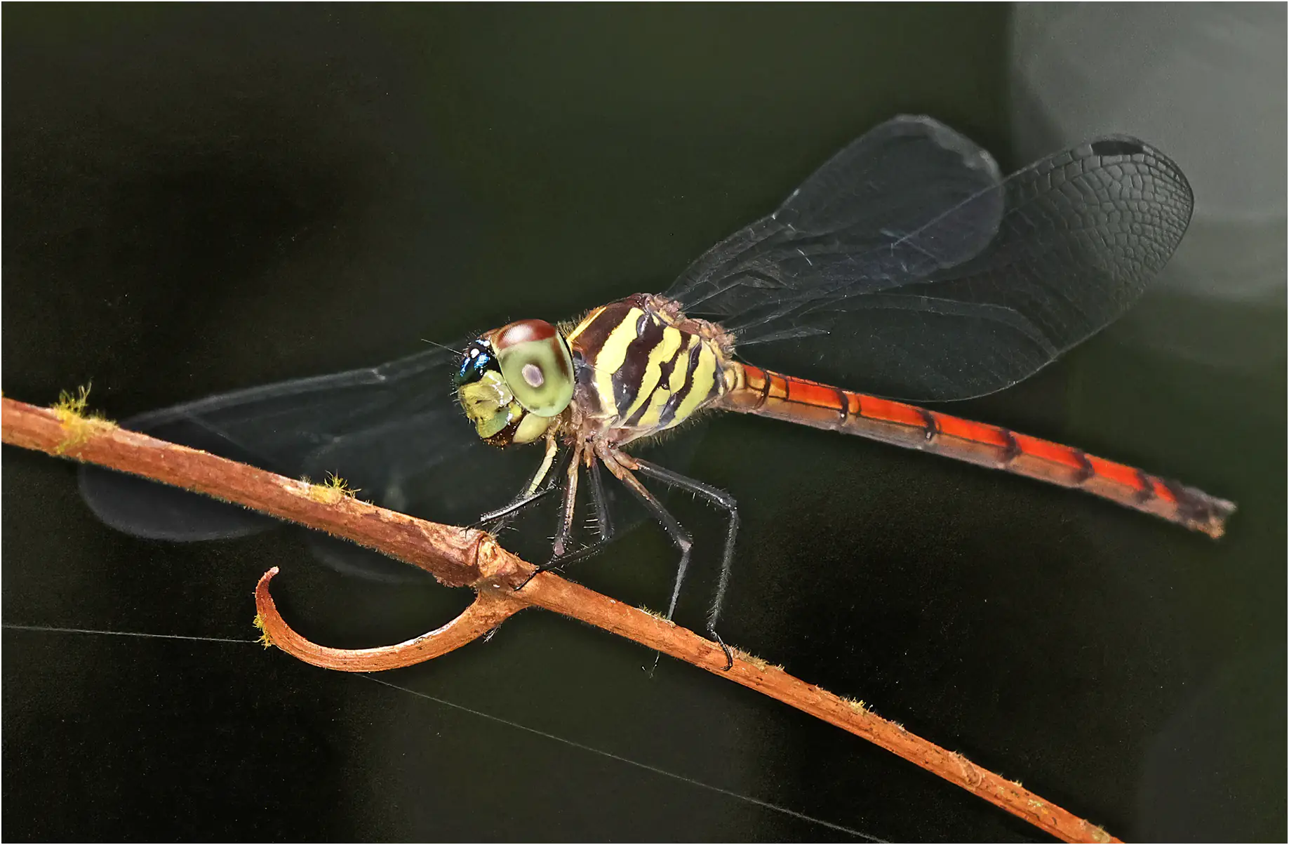 Nesoxenia lineata femelle, Bornéo, Matang Wildlife Center, 19/03/2025