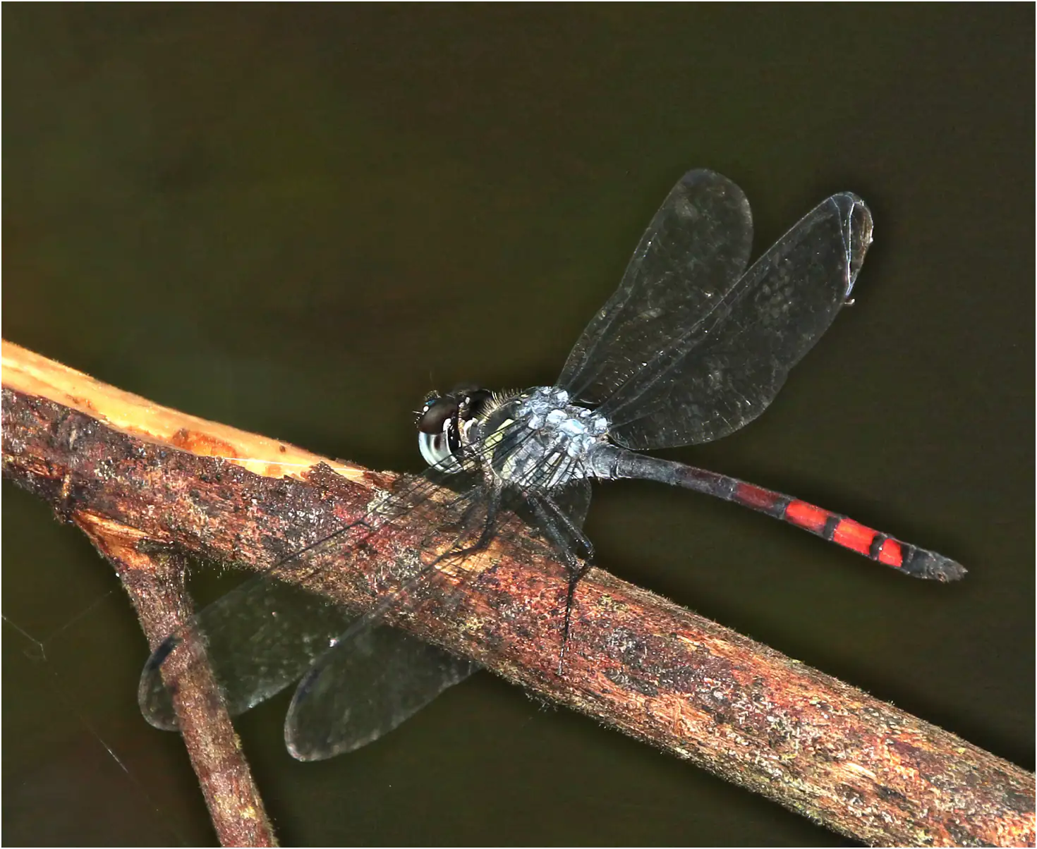 Nesoxenia lineata mâle, Bornéo, Sabal National Park, 31/03/2025