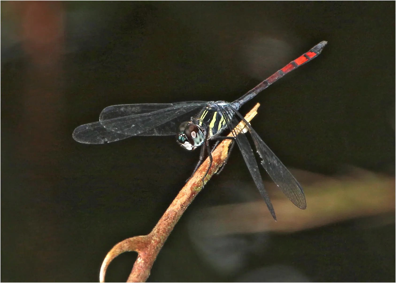 Nesonexia lineata mâle, Bornéo, Sabal National Park, 31/03/2025