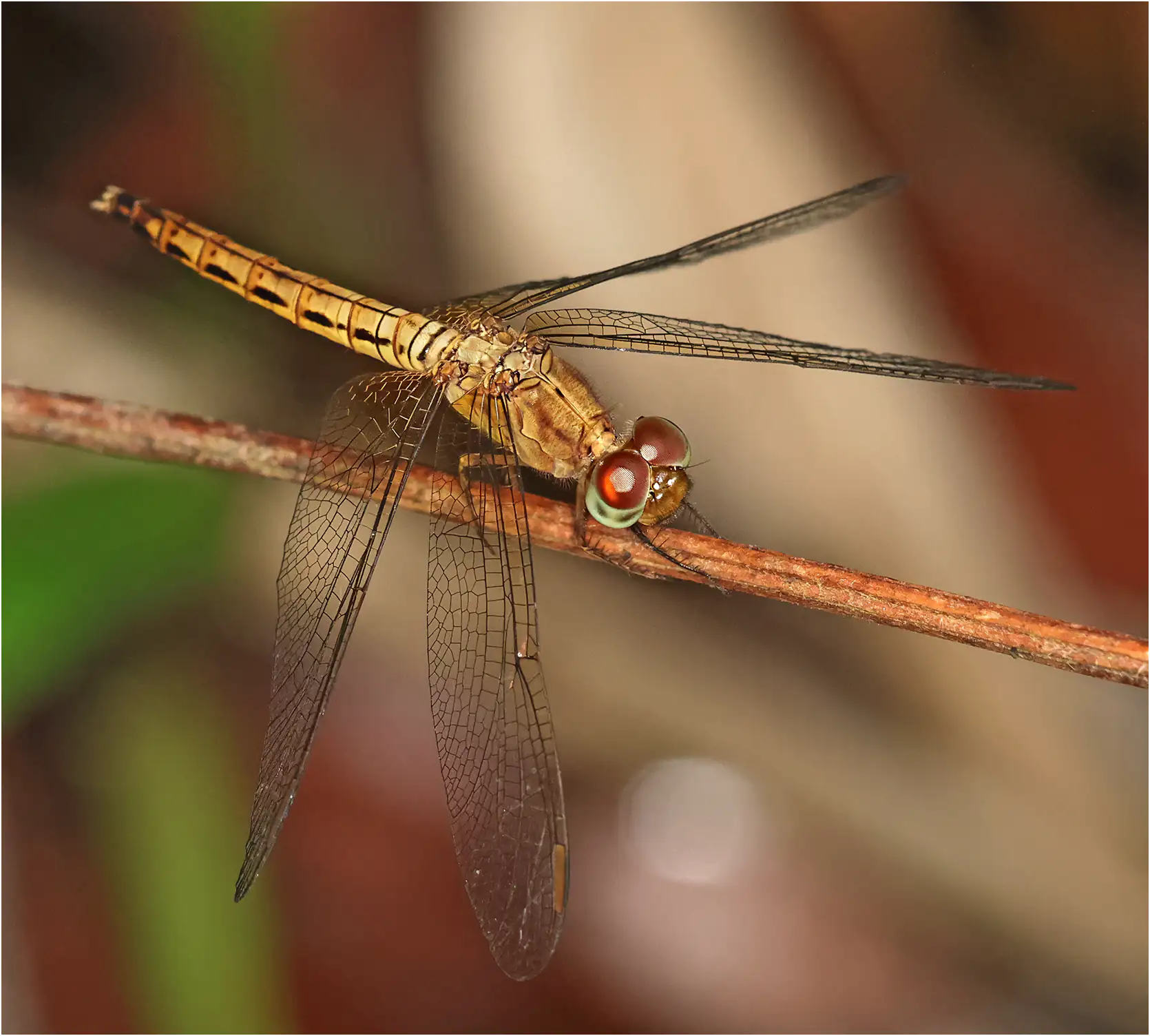 Neurothemis fluctuans femelle, Sarawak, Sama Jaya Nature Reserve, 18/03/2025