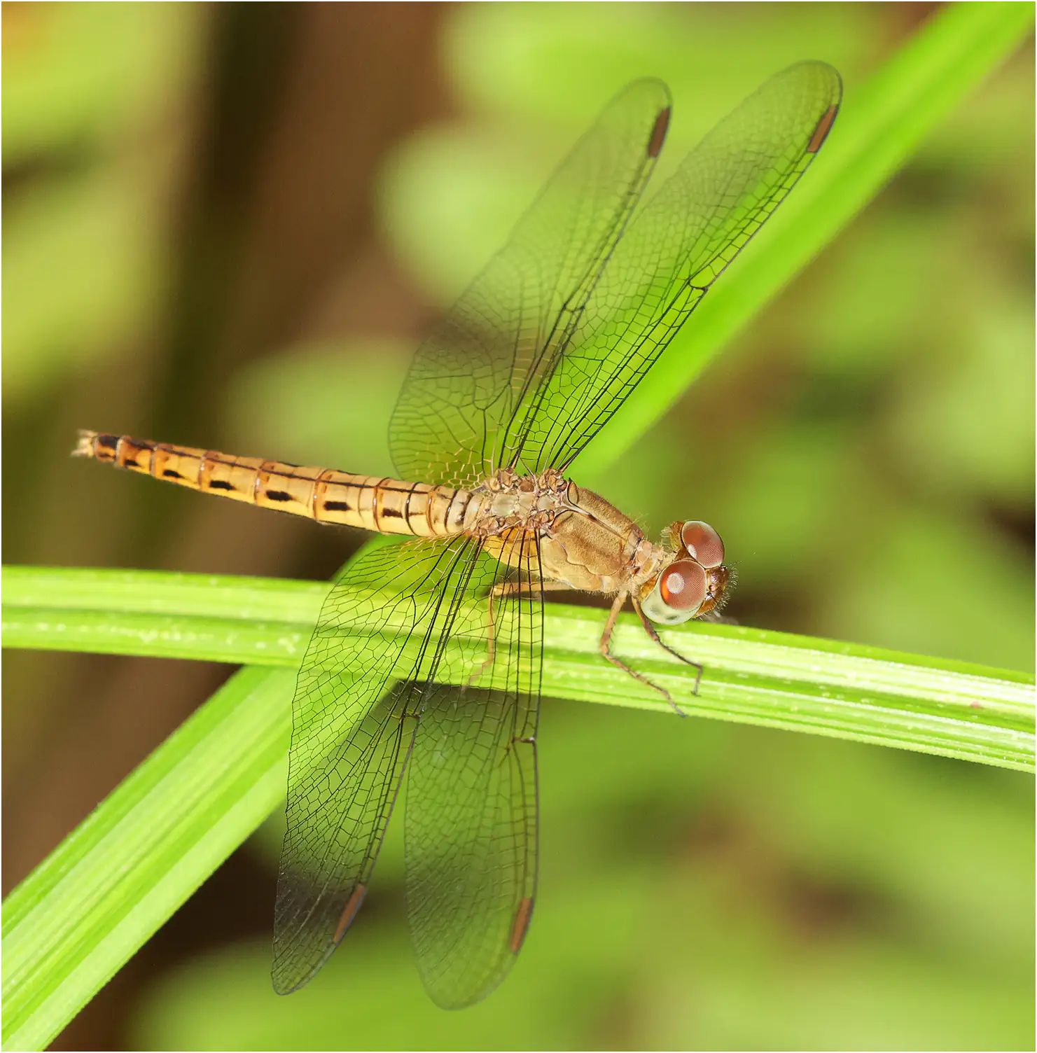 Common Parasol female, Sarawak, Sama Jaya Nature Reserve, 03/18/2025