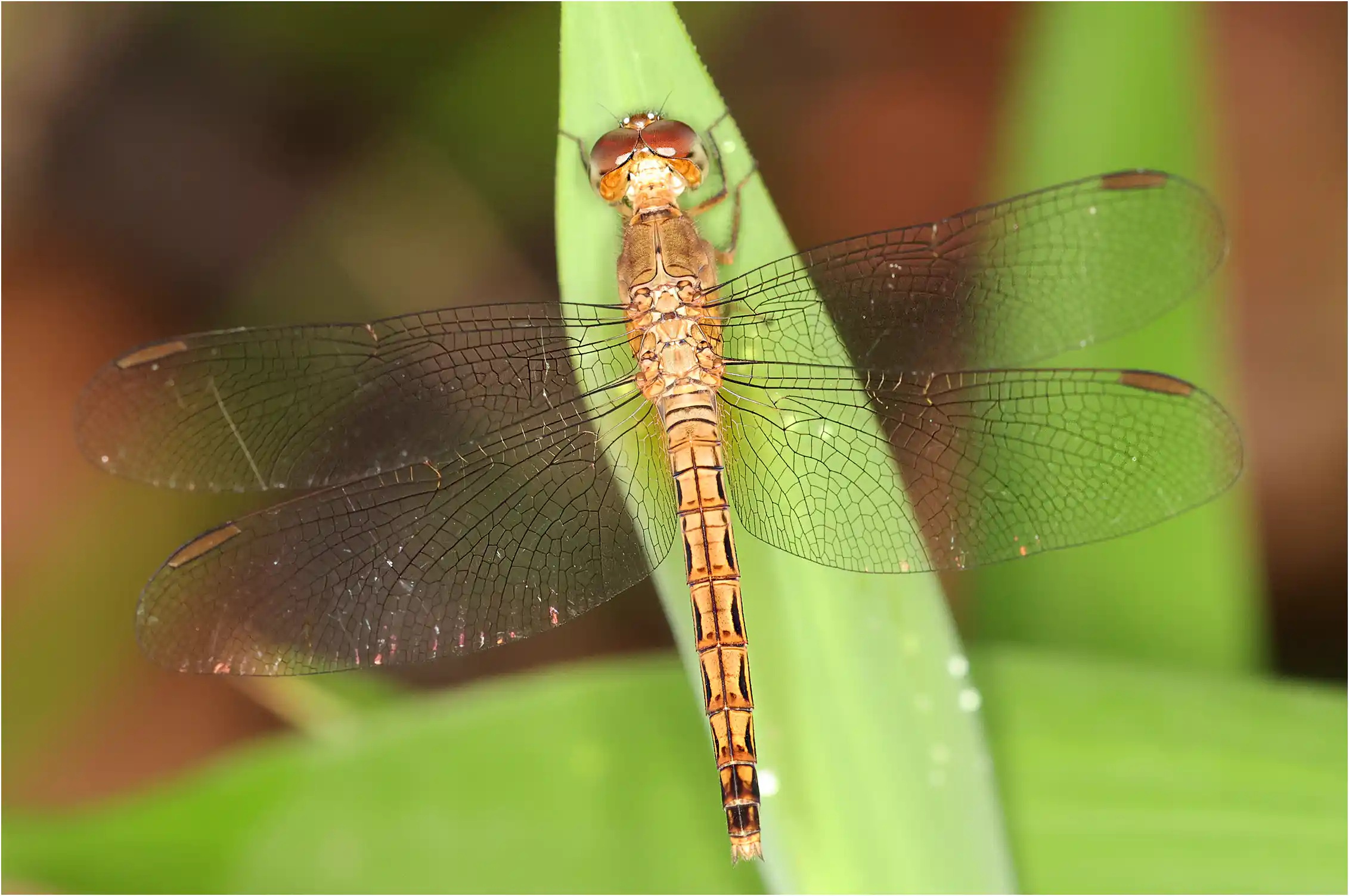Neurothemis fluctuans femelle, Sarawak, Sama Jaya Nature Reserve, 18/03/2025