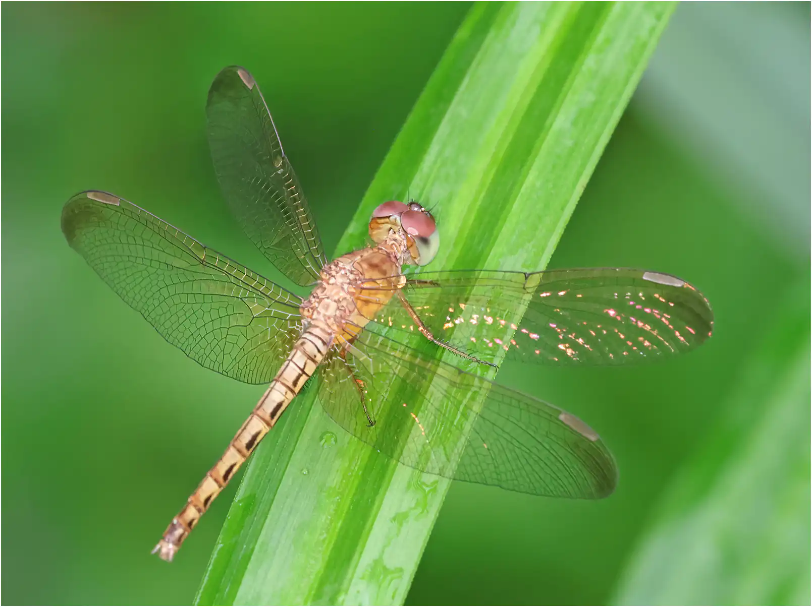 Neurothemis fluctuans femelle, Sarawak, Lorong Matang, 19/03/2025