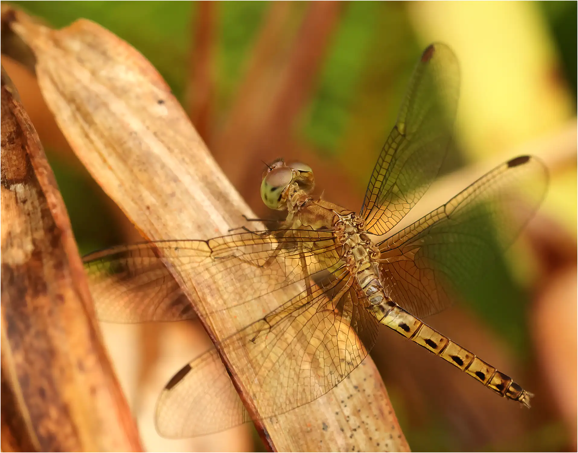Common Parasol female, Sarawak, Mount Matang, 03/23/2025
