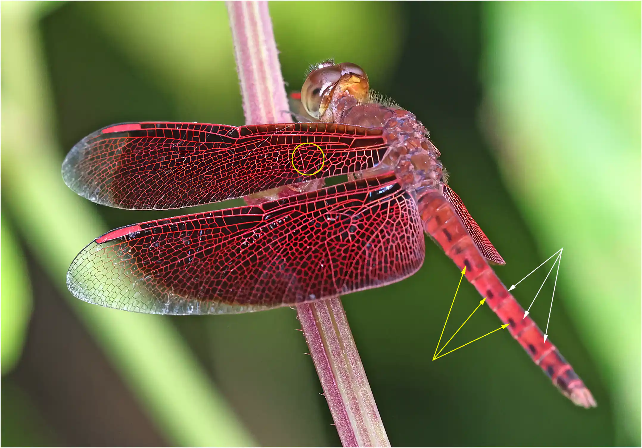Neurothemis fluctuans mâle, Sarawak, Sama Jaya Nature Reserve, 18/03/2025