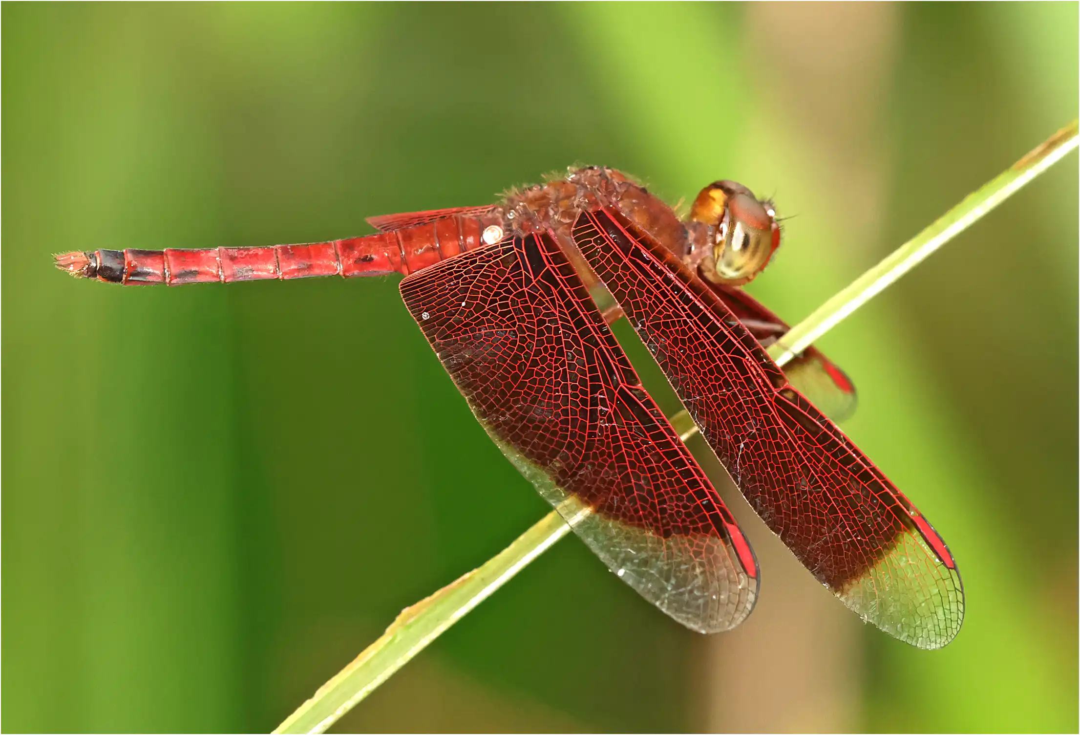Neurothemis fluctuans mâle, Sarawak, Sama Jaya Nature Reserve, 18/03/2025