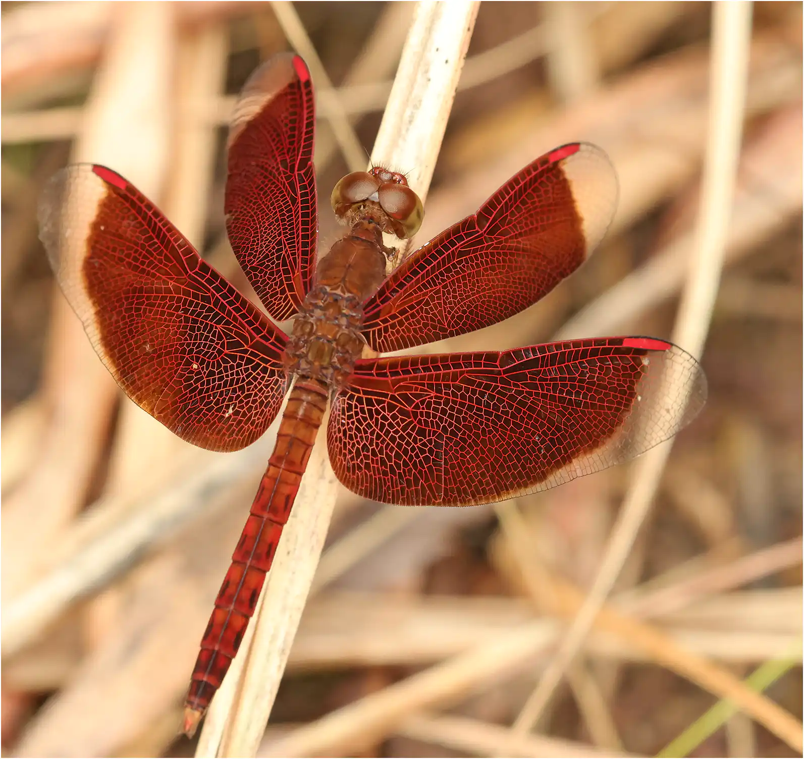Neurothemis fluctuans mâle, Sarawak, Sama Jaya Nature Reserve, 18/03/2025