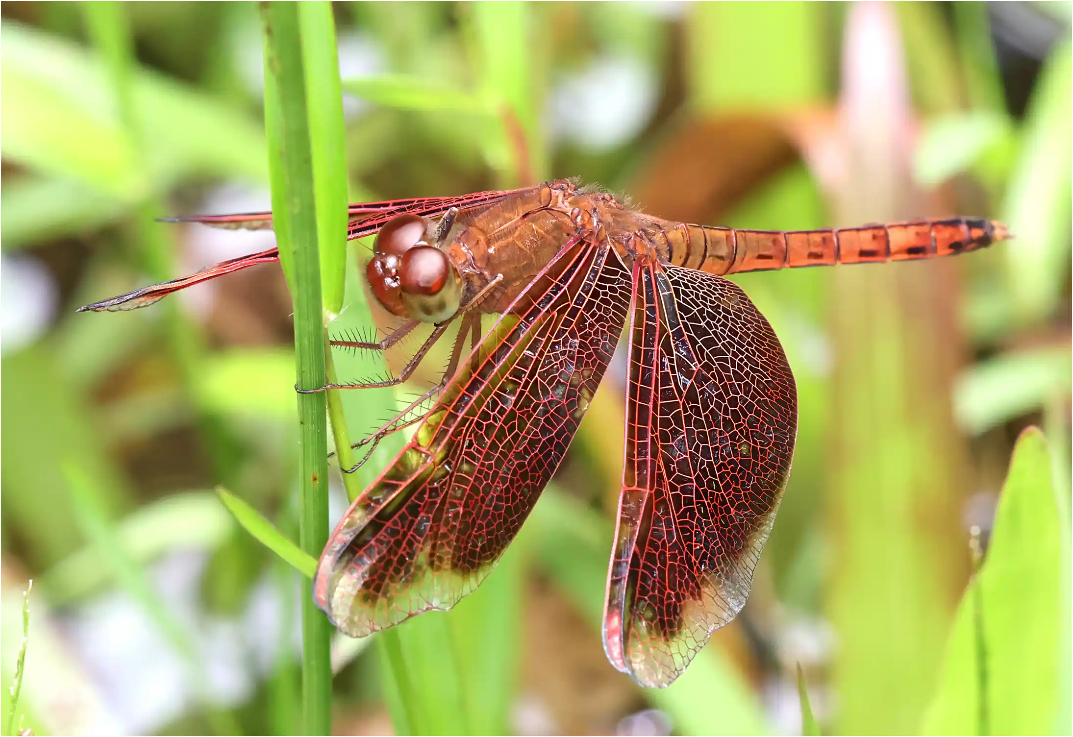 Neurothemis fluctuans femelle, Sarawak, Sama Jaya Nature Reserve, 18/03/2025