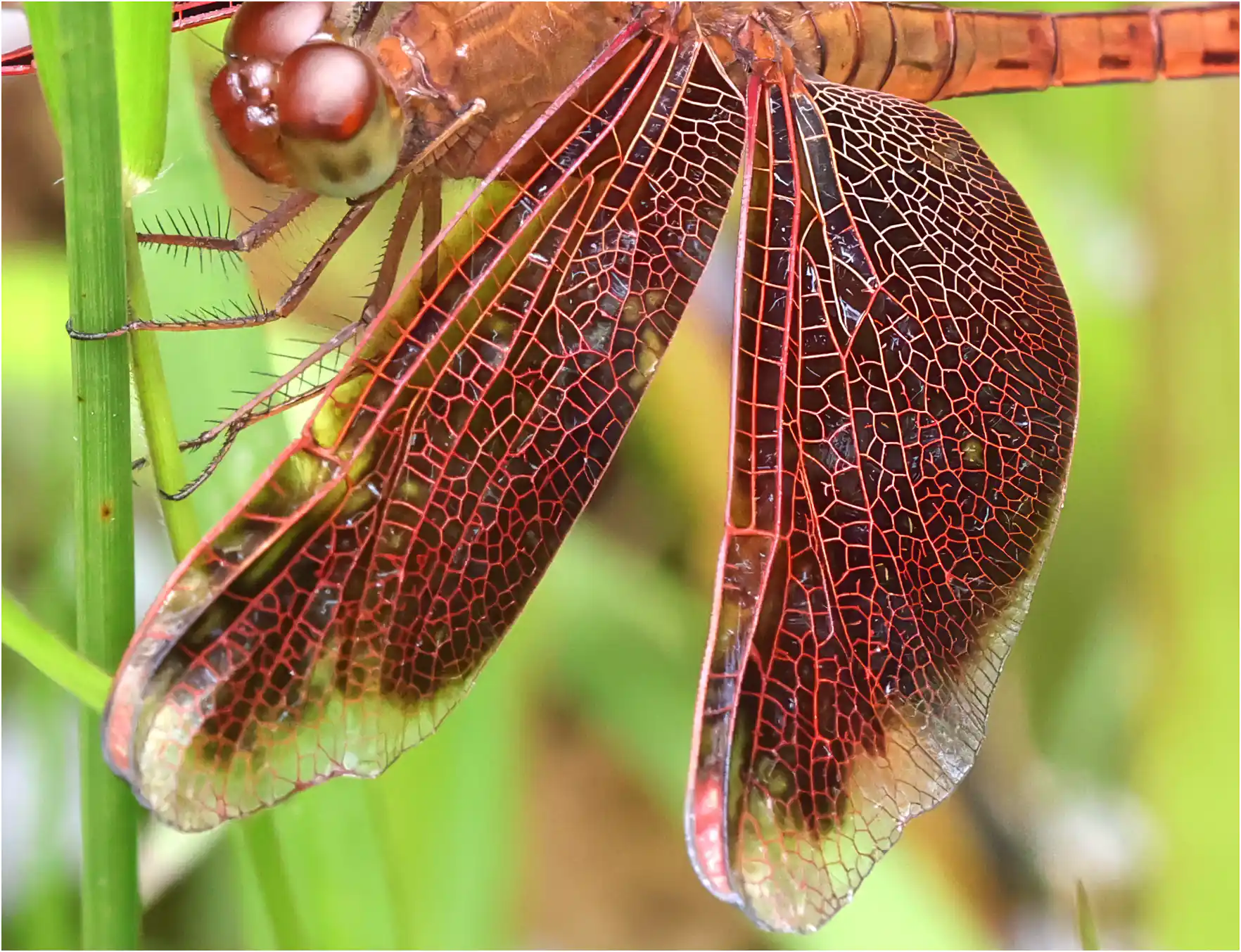 Neurothemis fluctuans femelle, Sarawak, Sama Jaya Nature Reserve, 18/03/2025