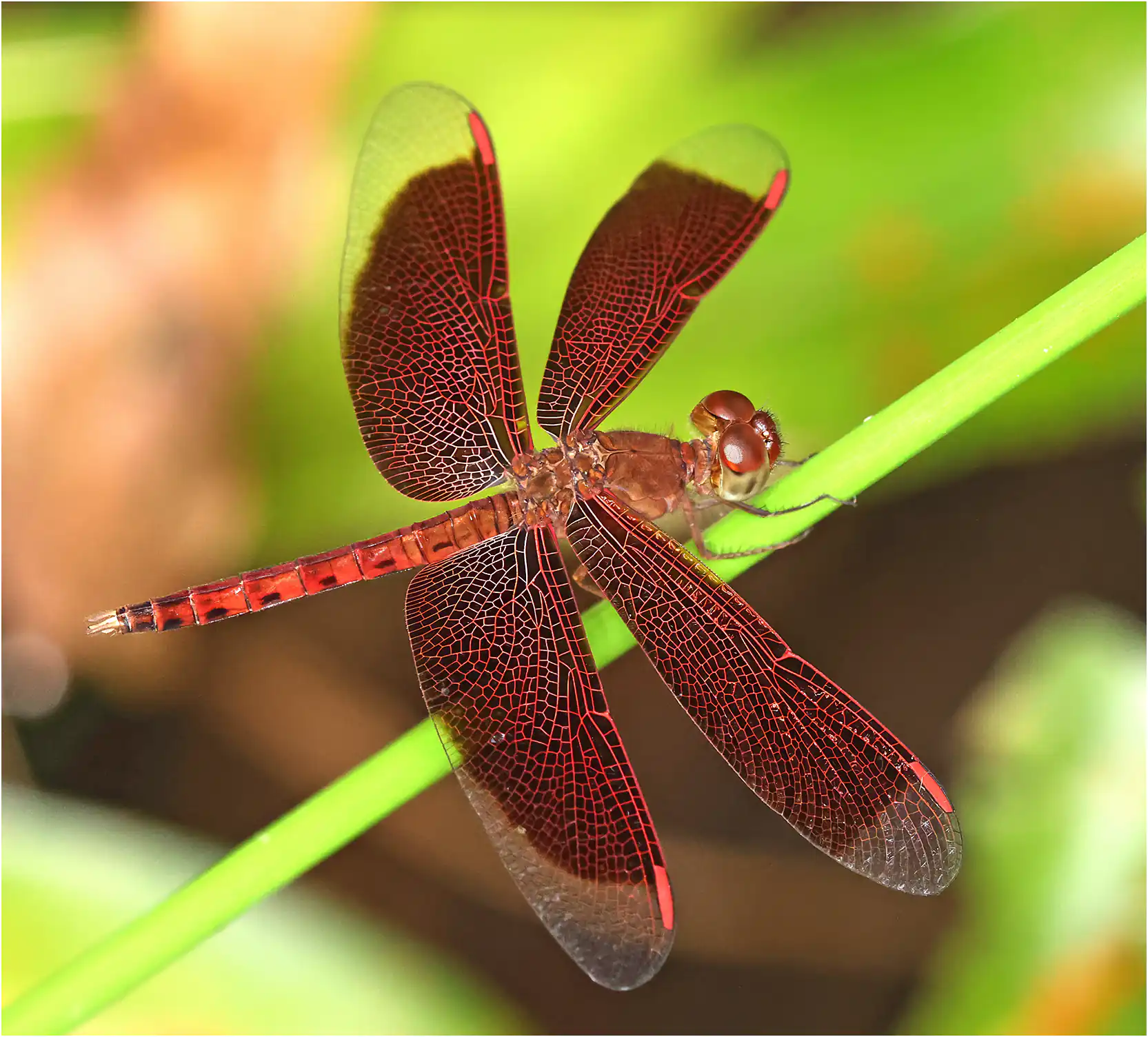 Neurothemis fluctuans mâle, Sarawak, Sama Jaya Nature Reserve, 18/03/2025