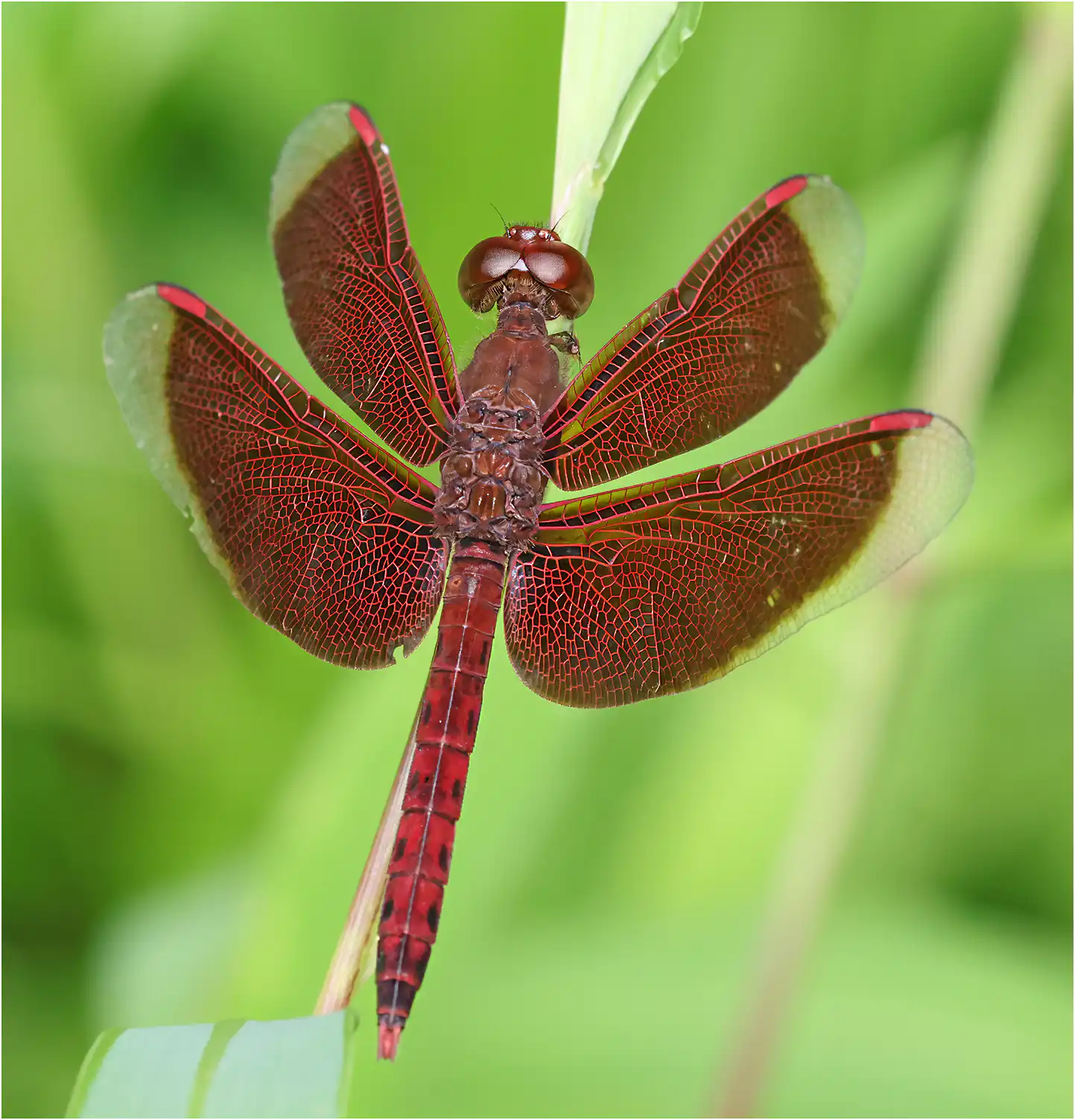 Common Parasol male, Sarawak, Matang Wildlife Center, 03/19/2025