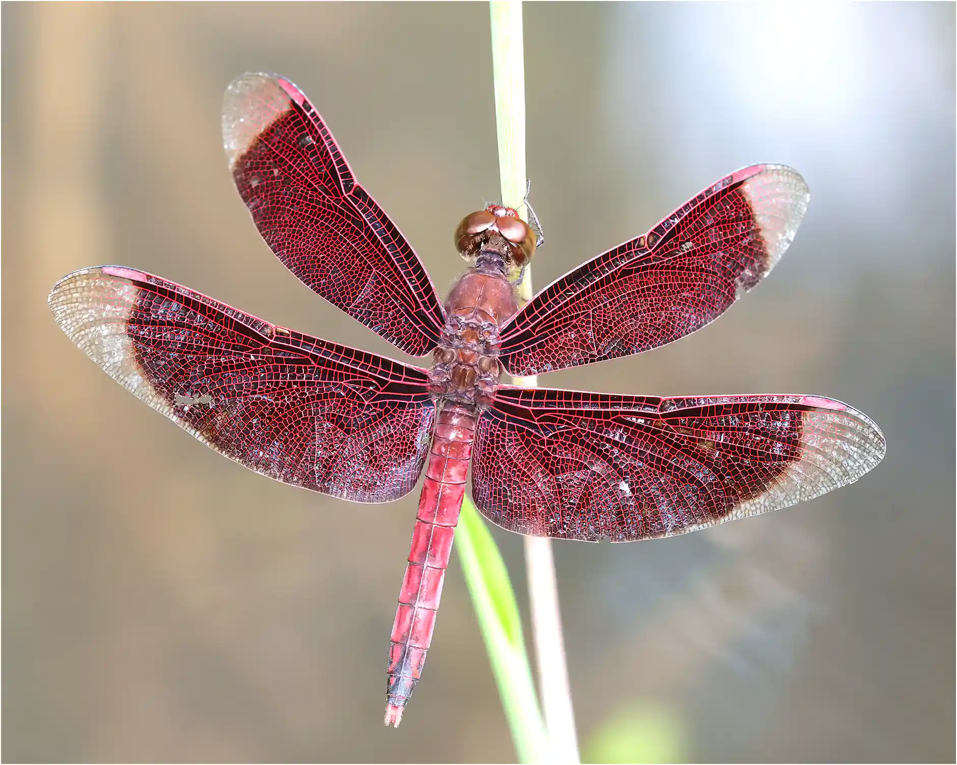 Neurothemis ramburii mâle, Sarawak, Matang Wildlife Center, 19/03/2025