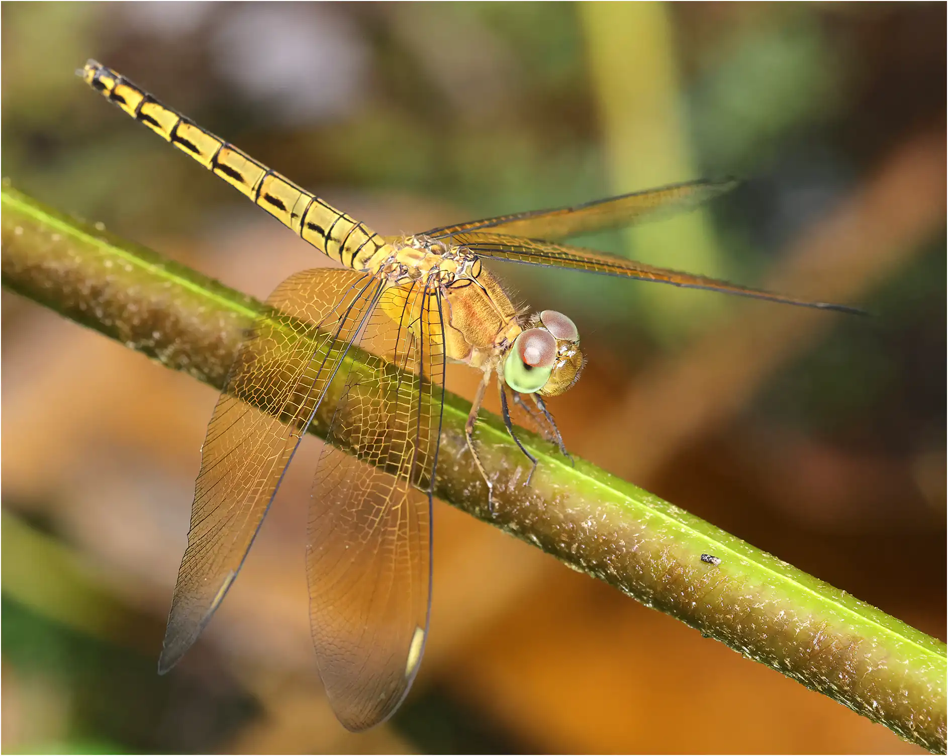 Neurothemis terminata femelle, Sarawak, Sama Jaya Nature Reserve, 18/03/2025