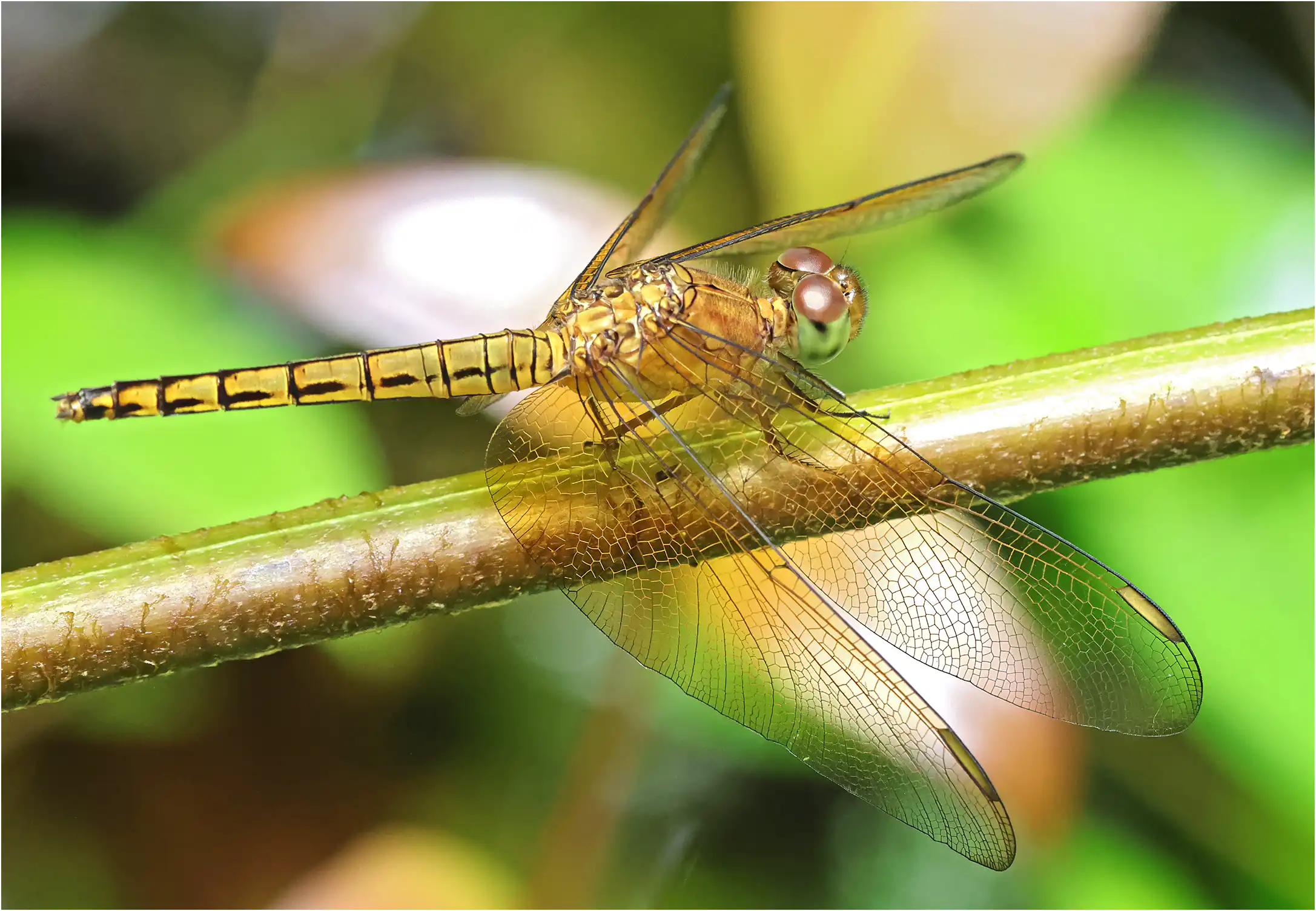 Straight-edge Red Parasol female, Sarawak, Sama Jaya Nature Reserve, 03/18/2025