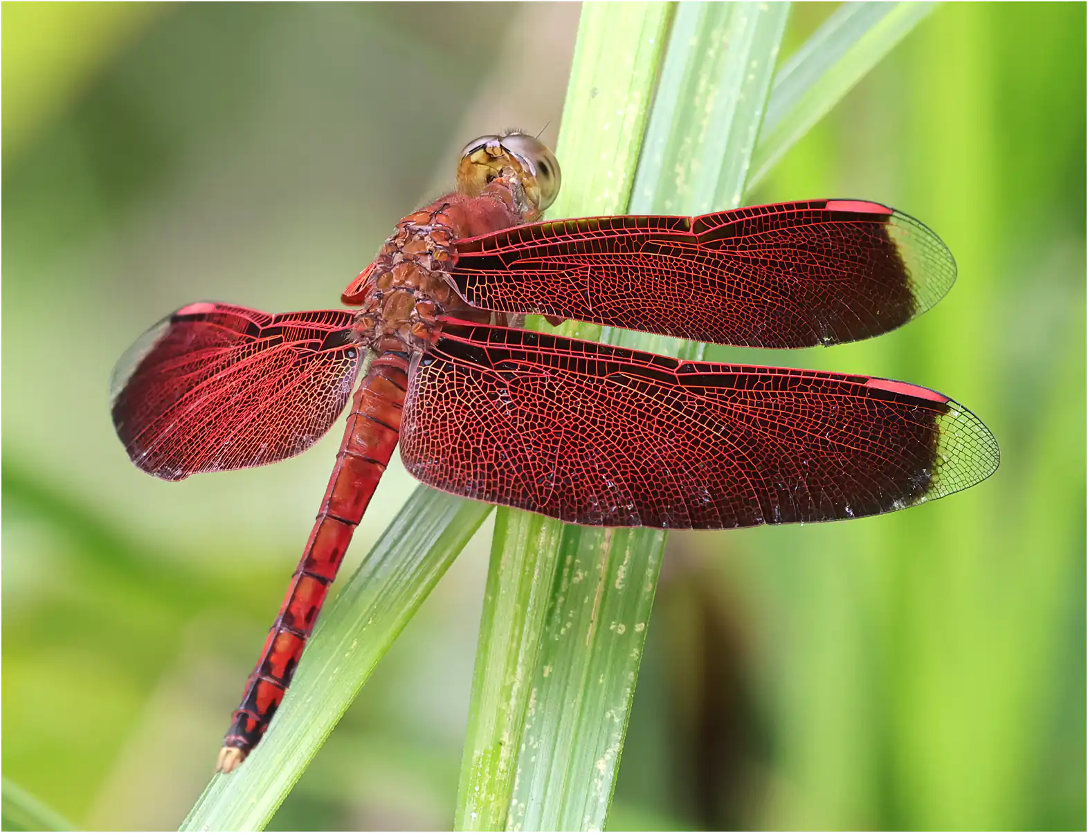 Neurothemis terminata mâle, Sarawak, Sama Jaya Nature Reserve, 18/03/2025