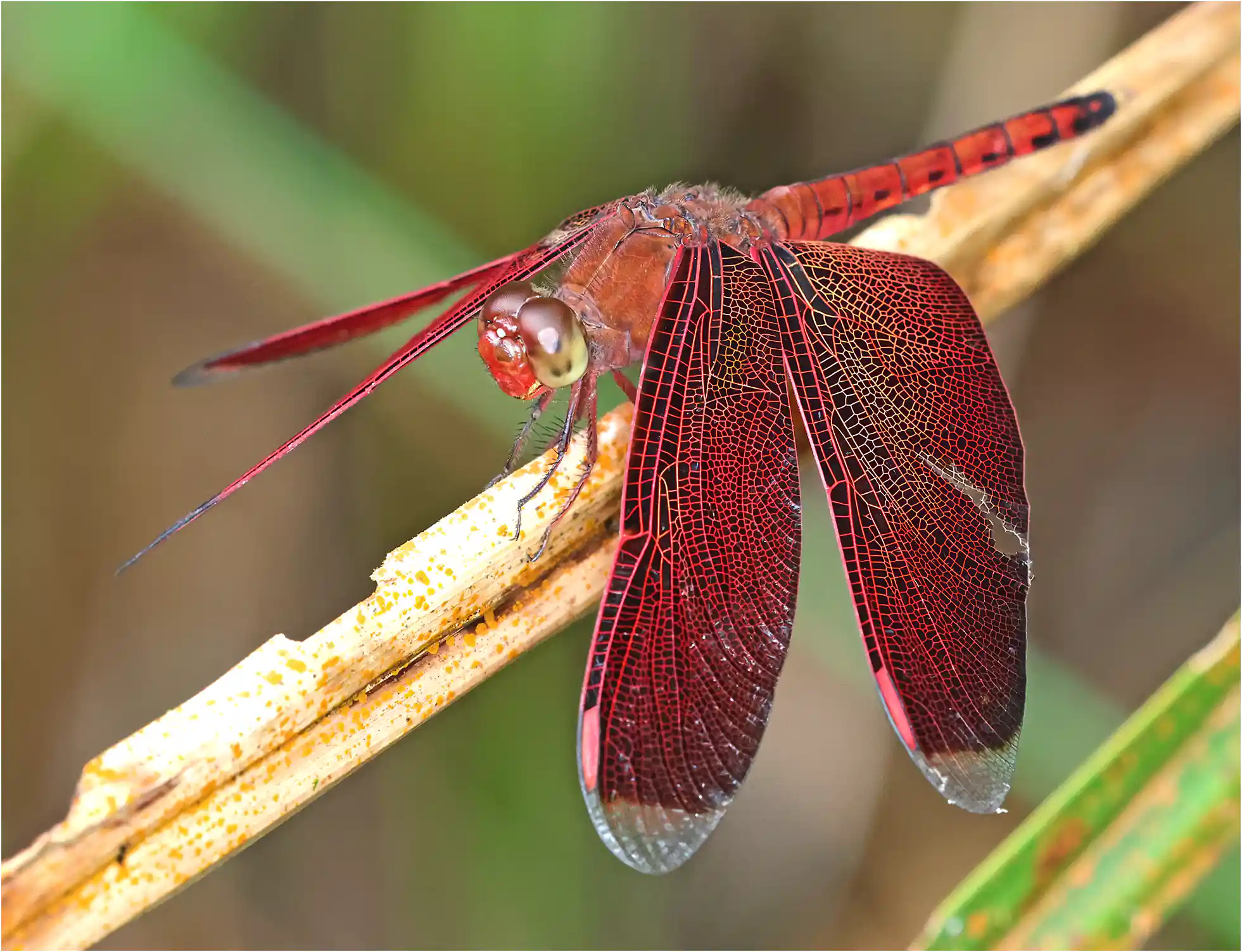 Neurothemis terminata mâle, Sarawak, Sama Jaya Nature Reserve, 18/03/2025