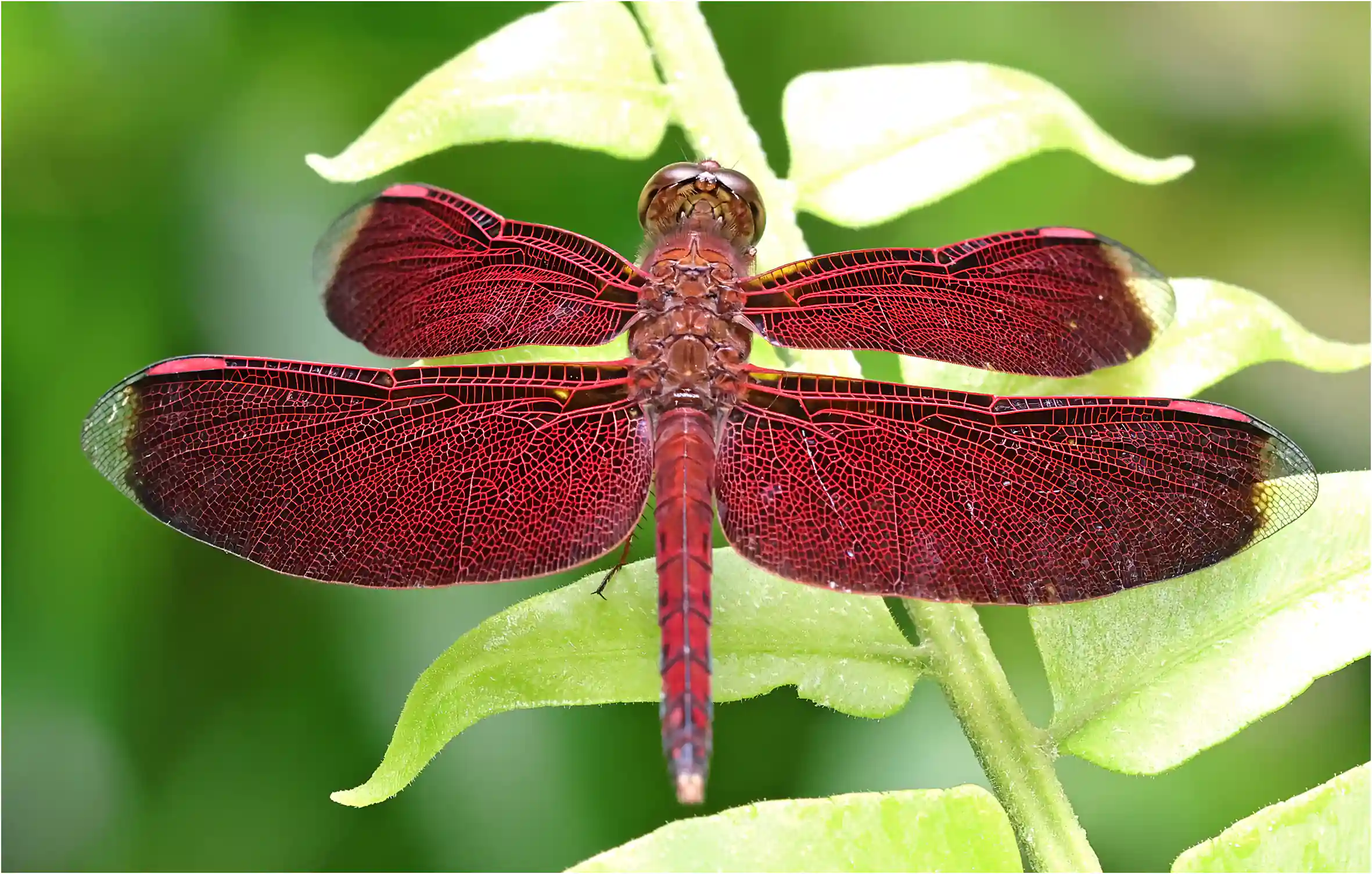 Neurothemis terminata mâle, Sarawak, Sama Jaya Nature Reserve, 18/03/2025