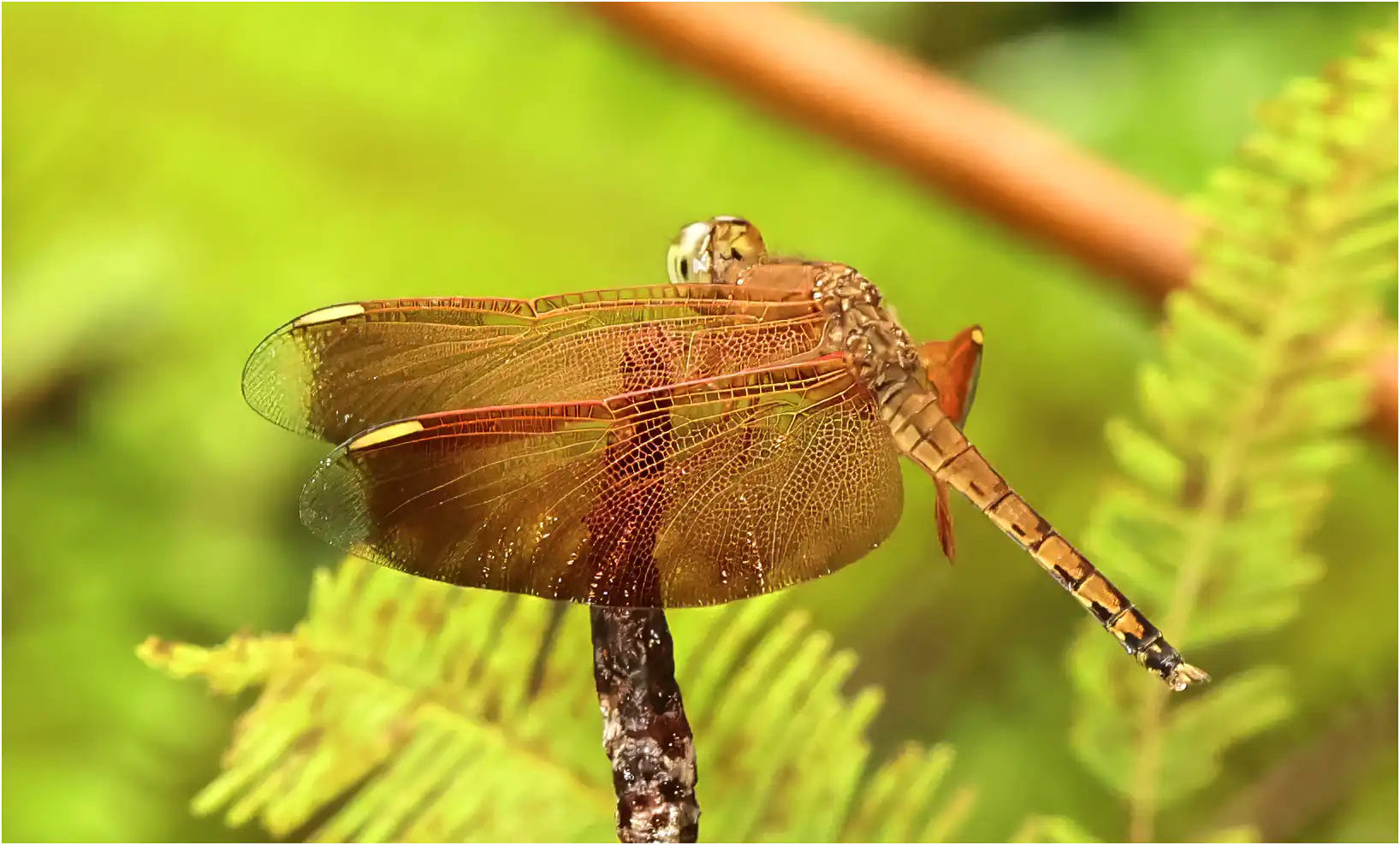 Neurothemis terminata mâle immature, Sarawak, Sama Jaya Nature Sri Maha Mariamman Temple Matang, 20/03/2025