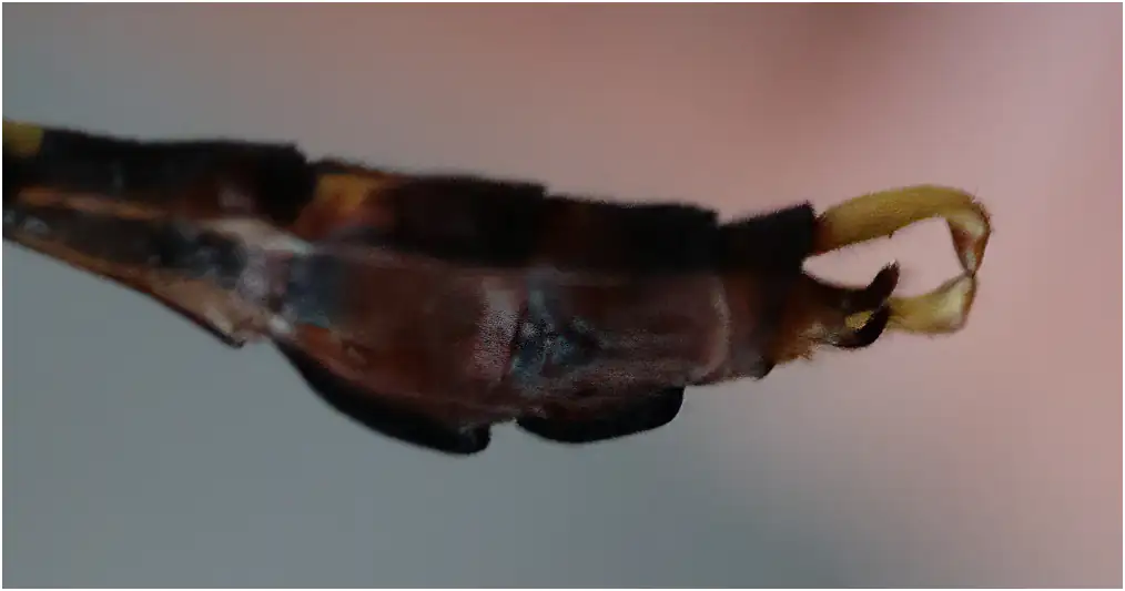 Nihonogomphus thomassoni mâle, Vietnam, régionde Cao Bang, 04/06/2018