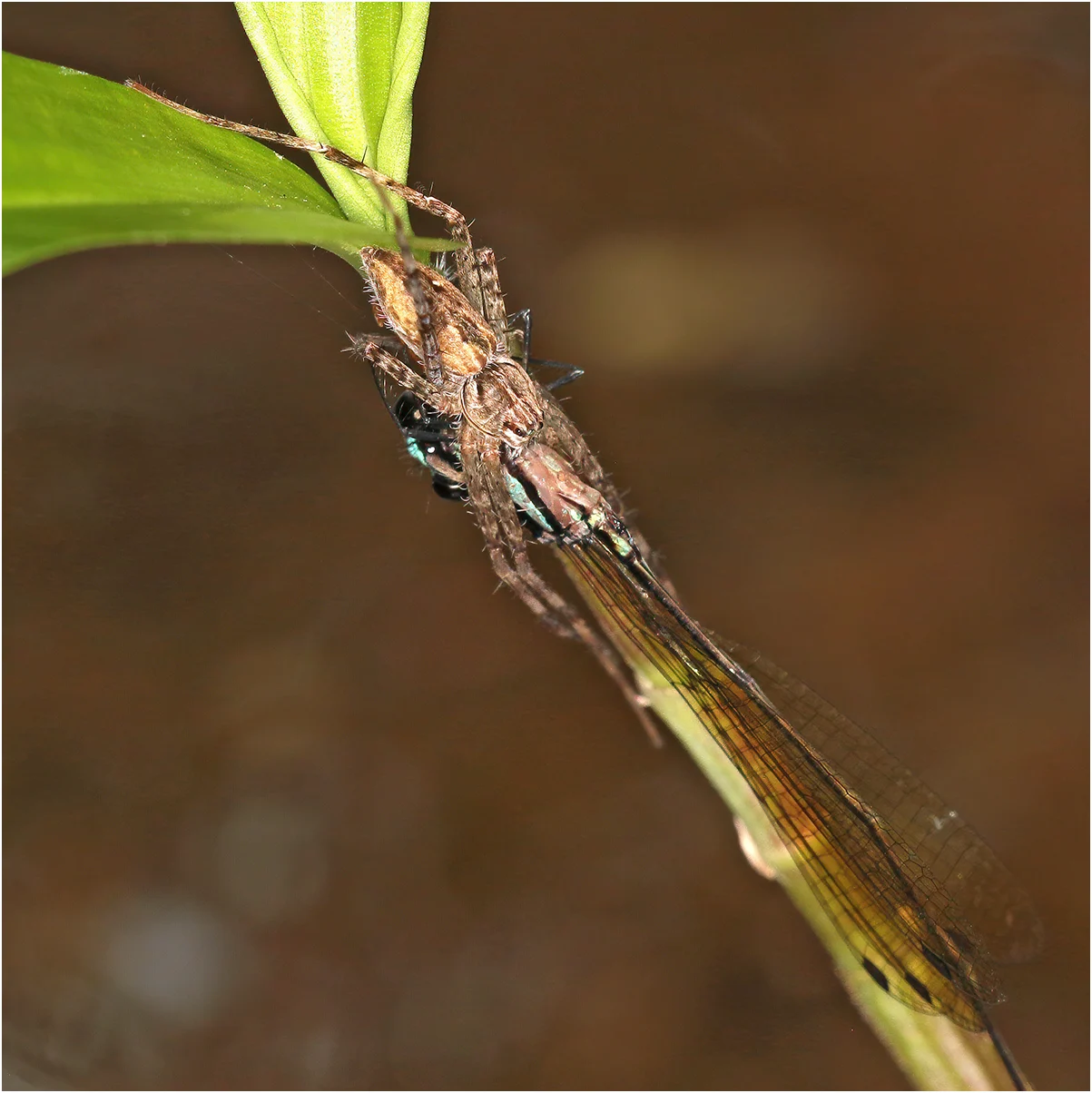 Nososticta coelestina mâle, prédation par Megadolomedes trux, Australie (FNQ), Cairns, Freshwater Creek, 03/12/2022