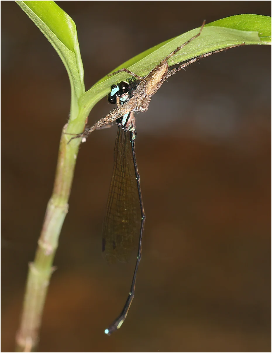 Nososticta coelestina mâle, prédation par Megadolomedes trux, Australie (FNQ), Cairns, Freshwater Creek, 03/12/2022