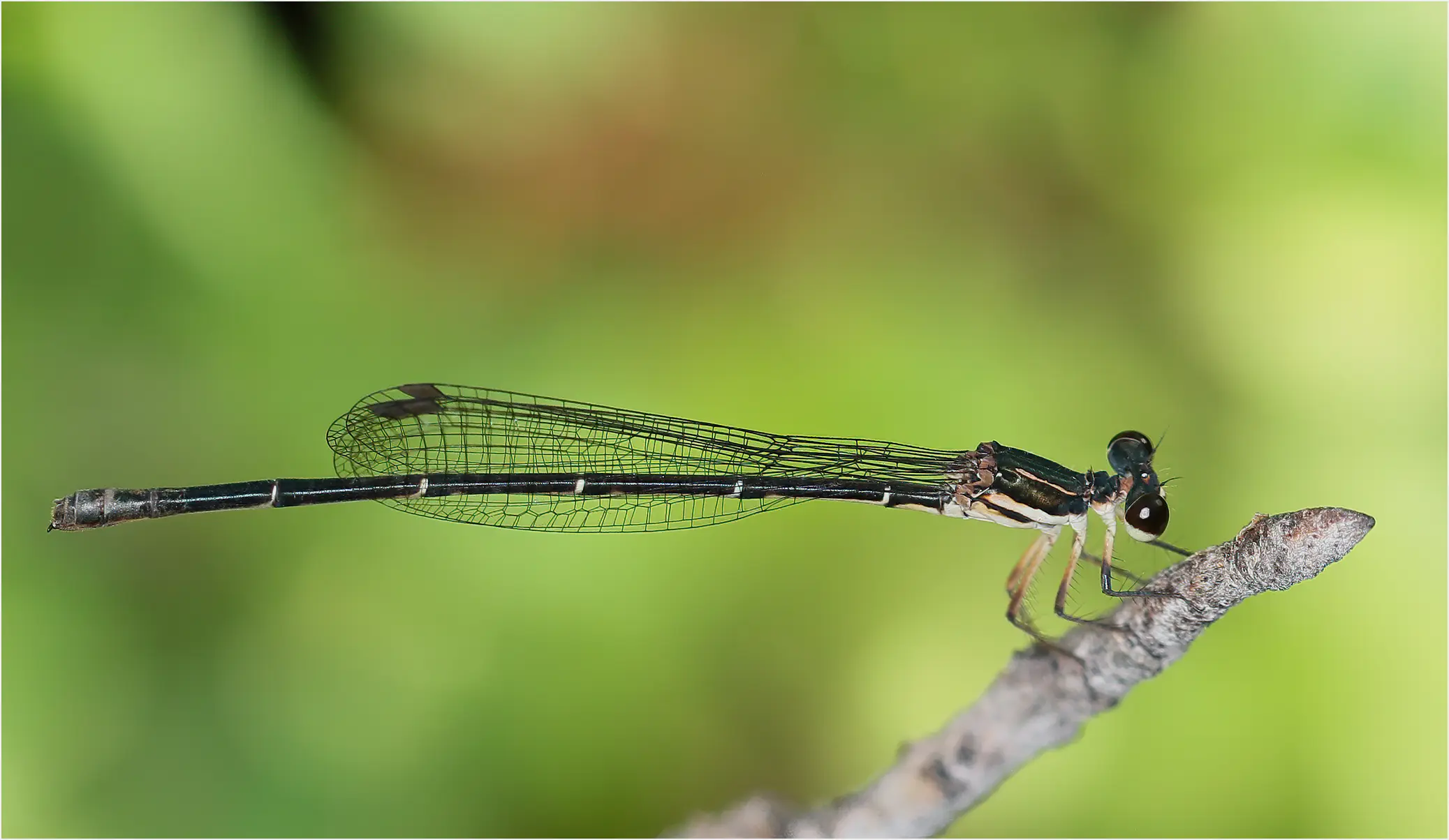 Malachite threadtail female, Australia (WA), Molly Springs, 23/04/2022