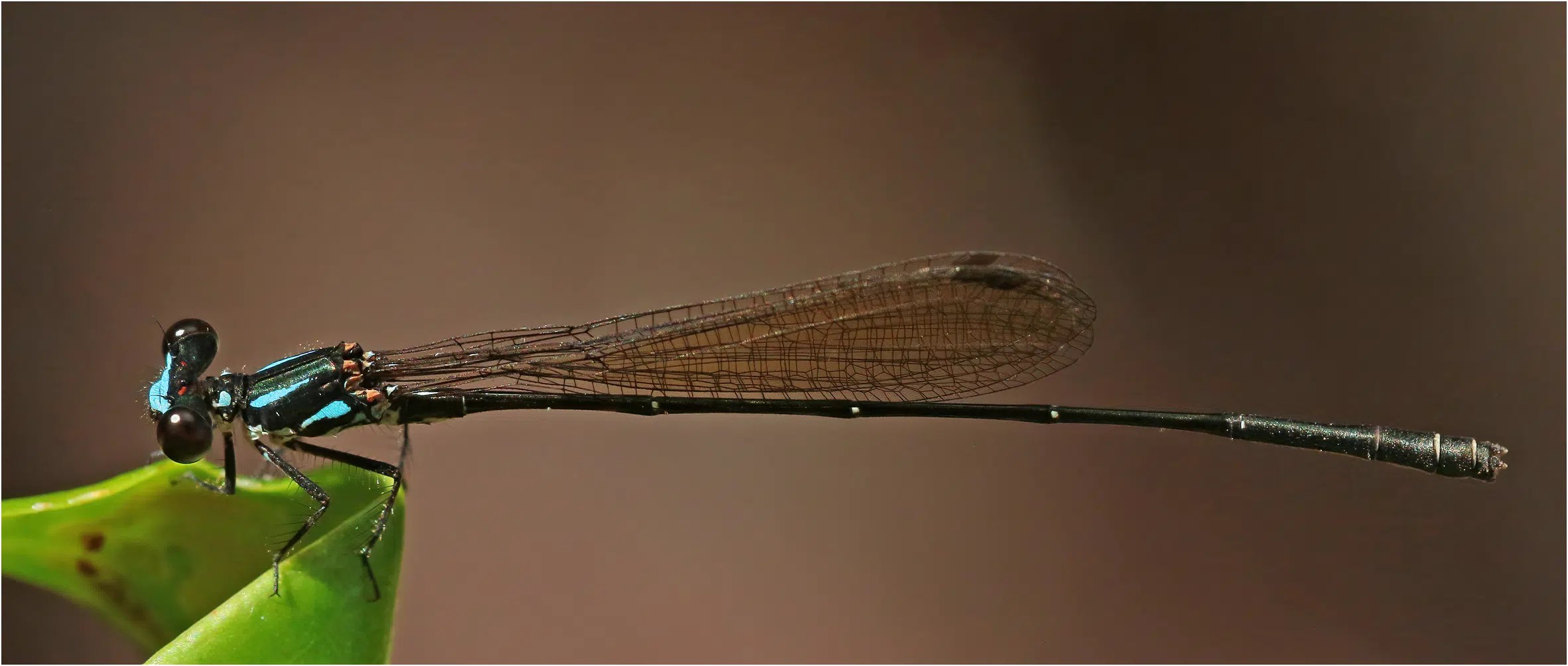 Striped threadtail male, Australia (NT), Tjaetaba Falls, 15/04/2022