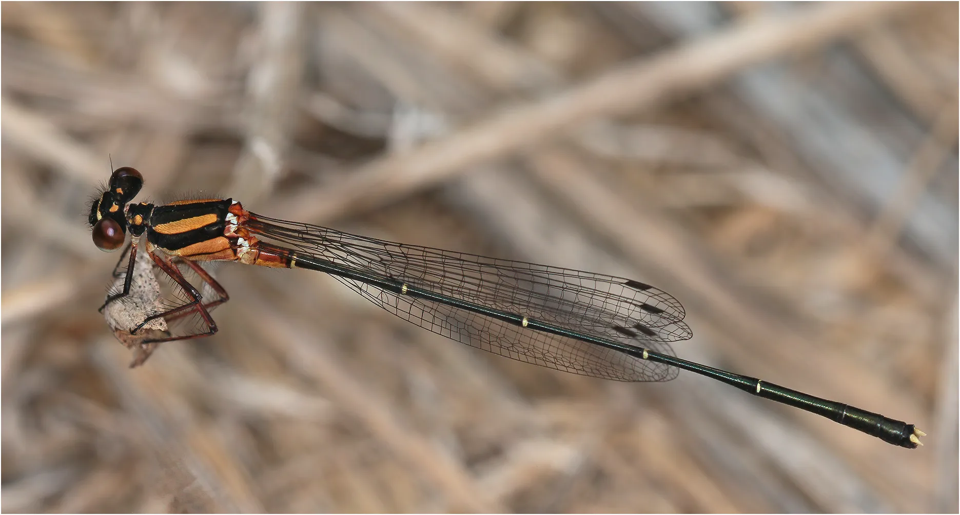 Orange threadtail male, Australie (FNQ), Barron River, 04/12/2022