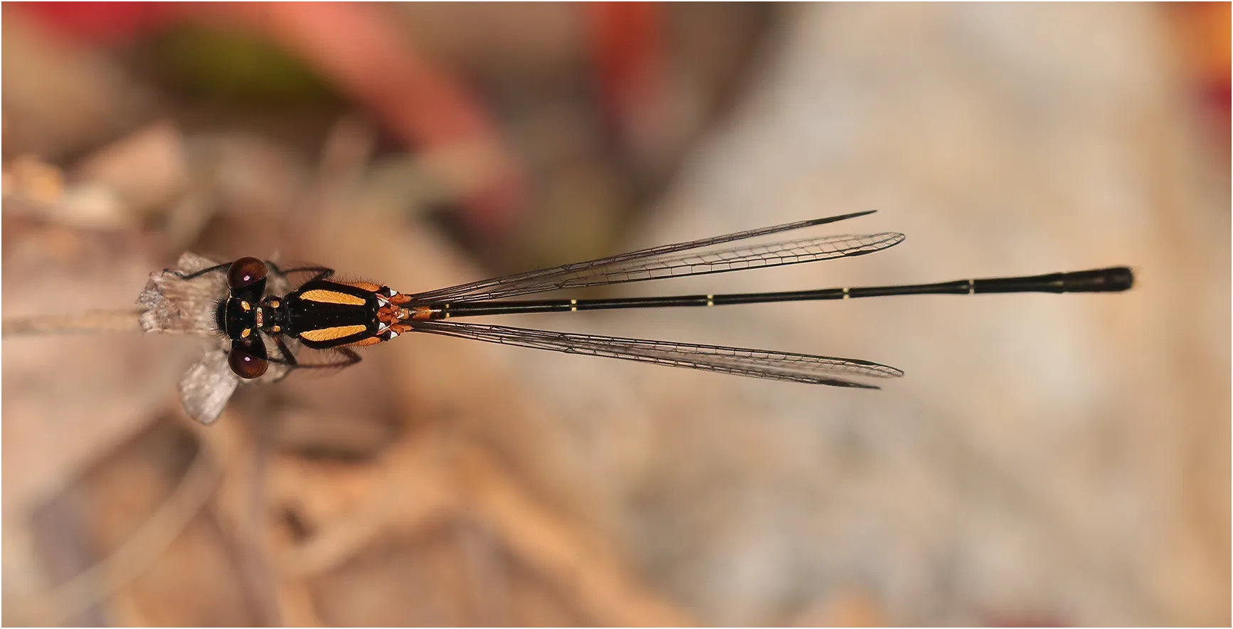 Orange threadtail male, Australie (FNQ), Barron River, Mareeba, 08/12/2022