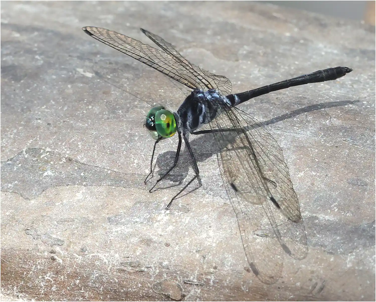 Oligoclada monosticha mâle, Pérou, ARC (Chino), 15/08/2023