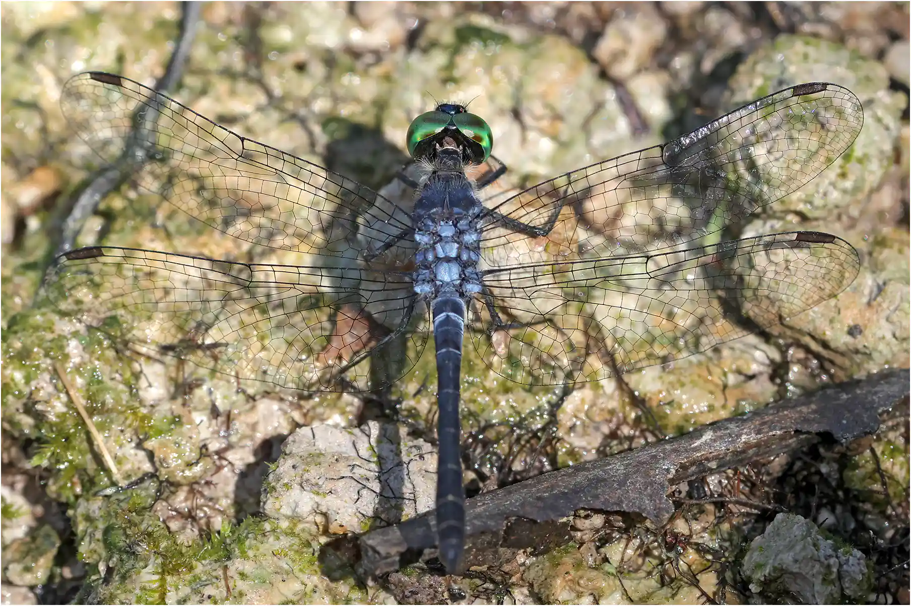 Oligoclada pachystigma mâle, Pérou, Tahuayo (Cocha Trabix), 15/08/2023