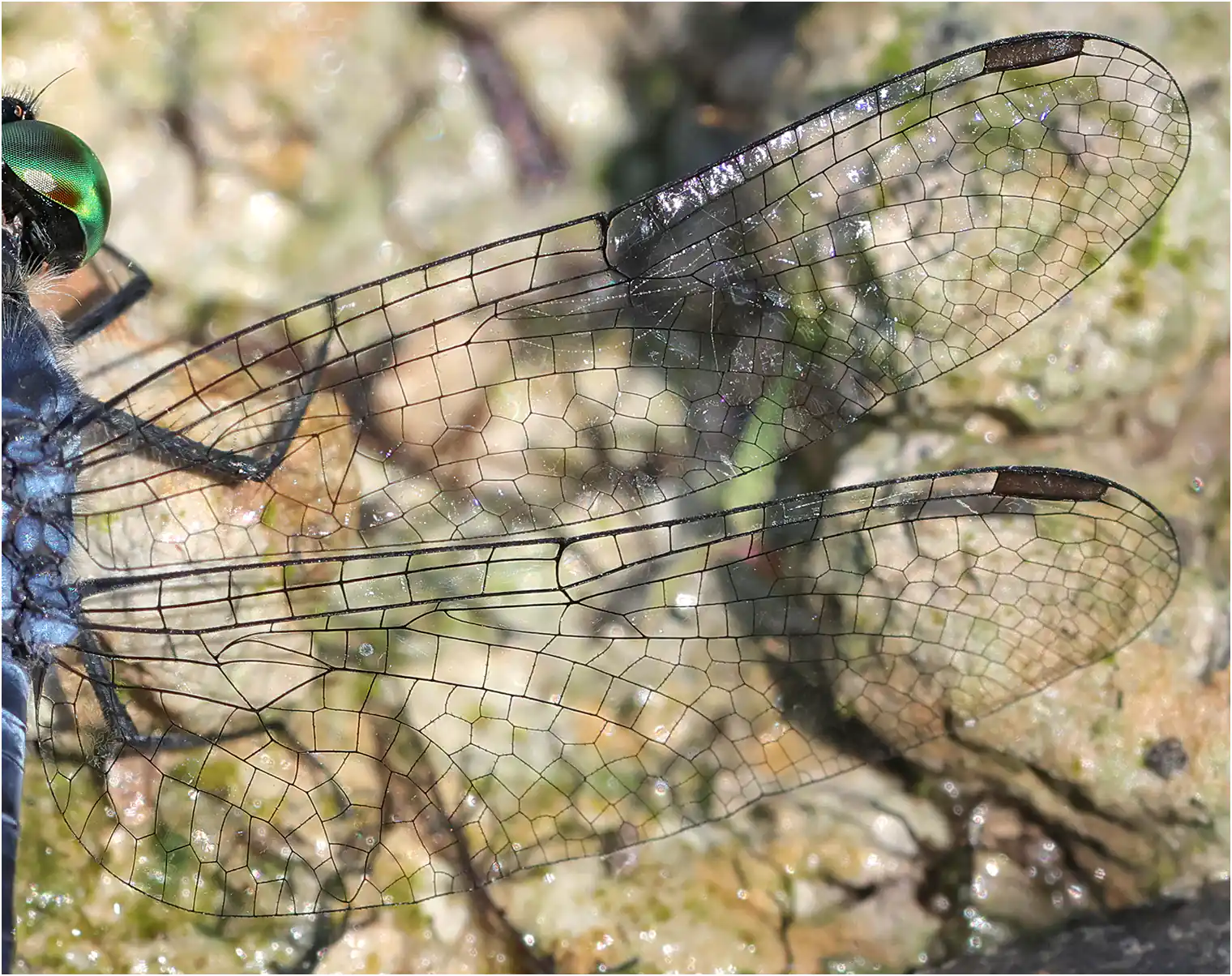 Oligoclada pachystigma mâle, Pérou, Tahuayo (Cocha Trabix), 15/08/2023