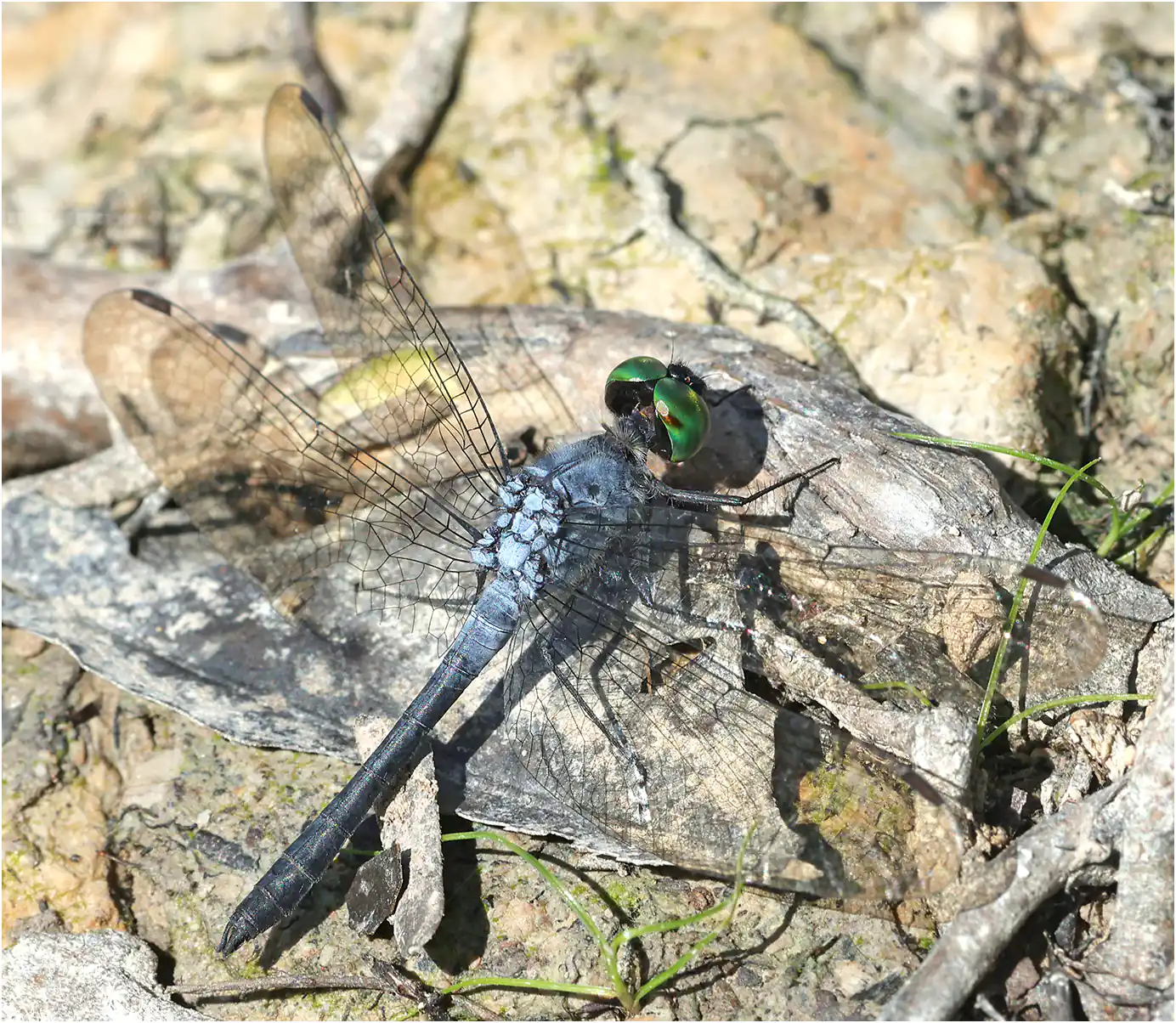 Pérou, Tahuayo (Cocha Trabix), 15/08/2023