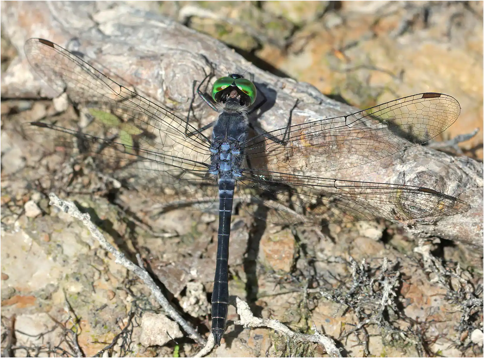 Oligoclada pachystigma mâle, Pérou, Tahuayo (Cocha Trabix), 15/08/2023