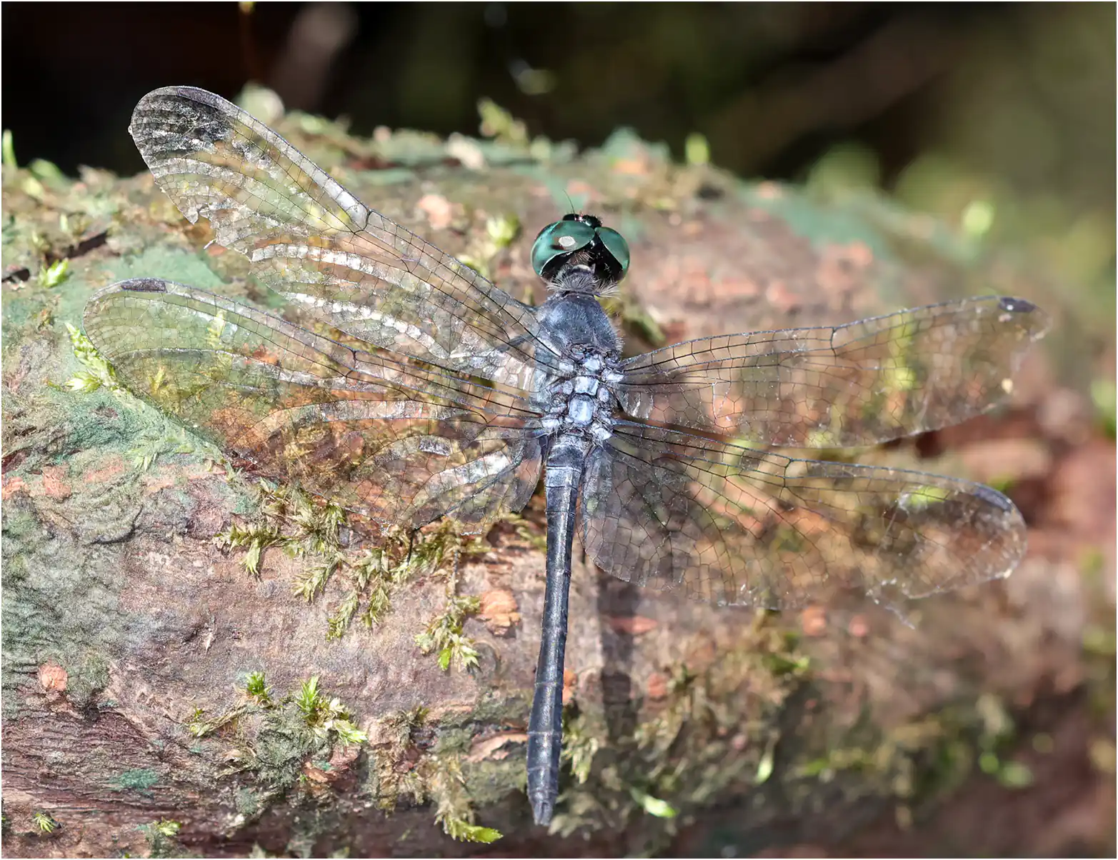 Oligoclada walkeri mâle, Pérou, Arc (Chino), 20/08/2023