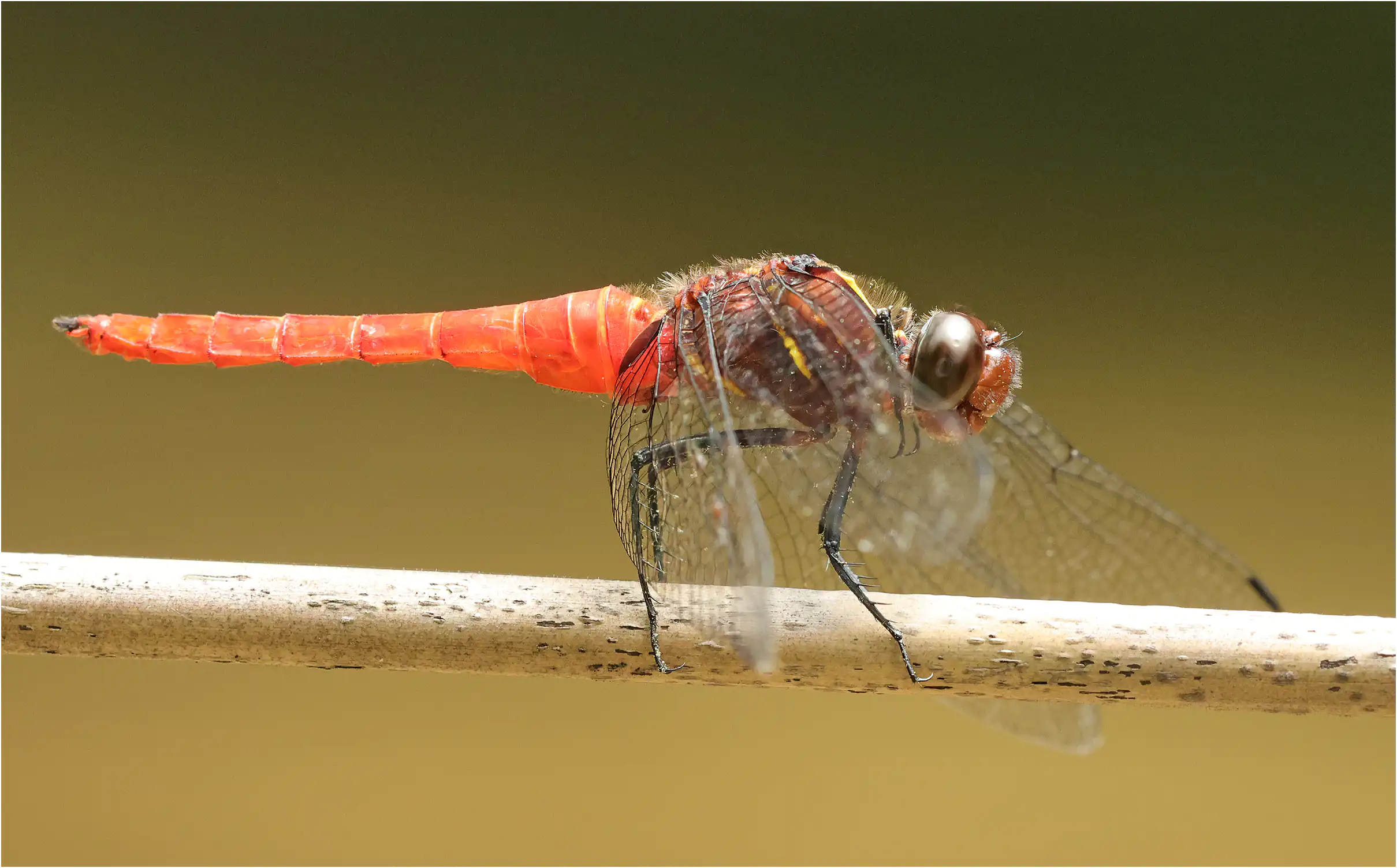 Onychothemis coccinea mâle, Bornéo, Annah Rais Hot Spring, 24/03/2025