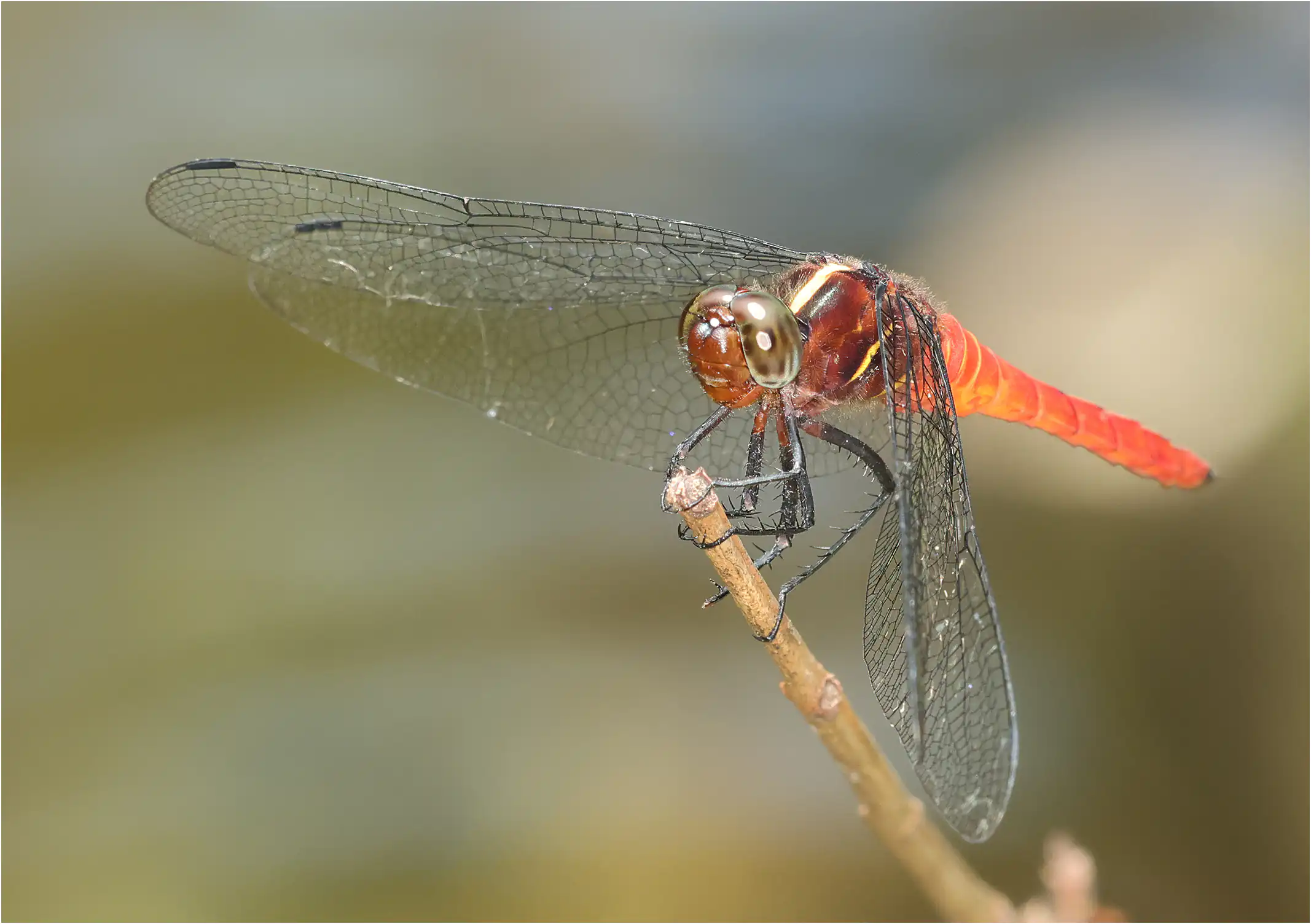 Onychothemis coccinea mâle, Bornéo, Annah Rais Hot Spring, 24/03/2025